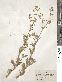 Silene dichotoma image