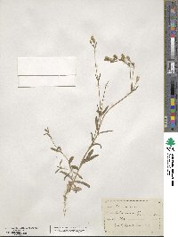 Silene dichotoma image