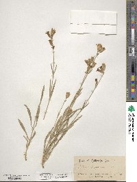 Silene douglasii image