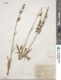 Silene douglasii image