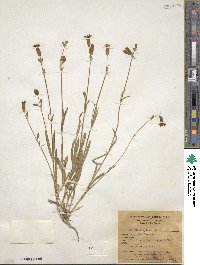 Silene douglasii image