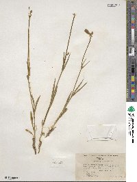 Silene douglasii image