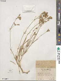 Silene douglasii image