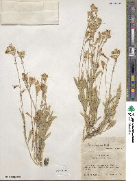 Silene douglasii image