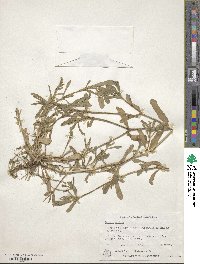 Silene gallica image