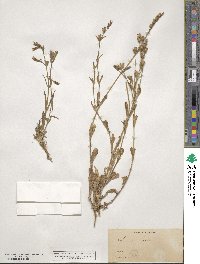 Silene gallica image