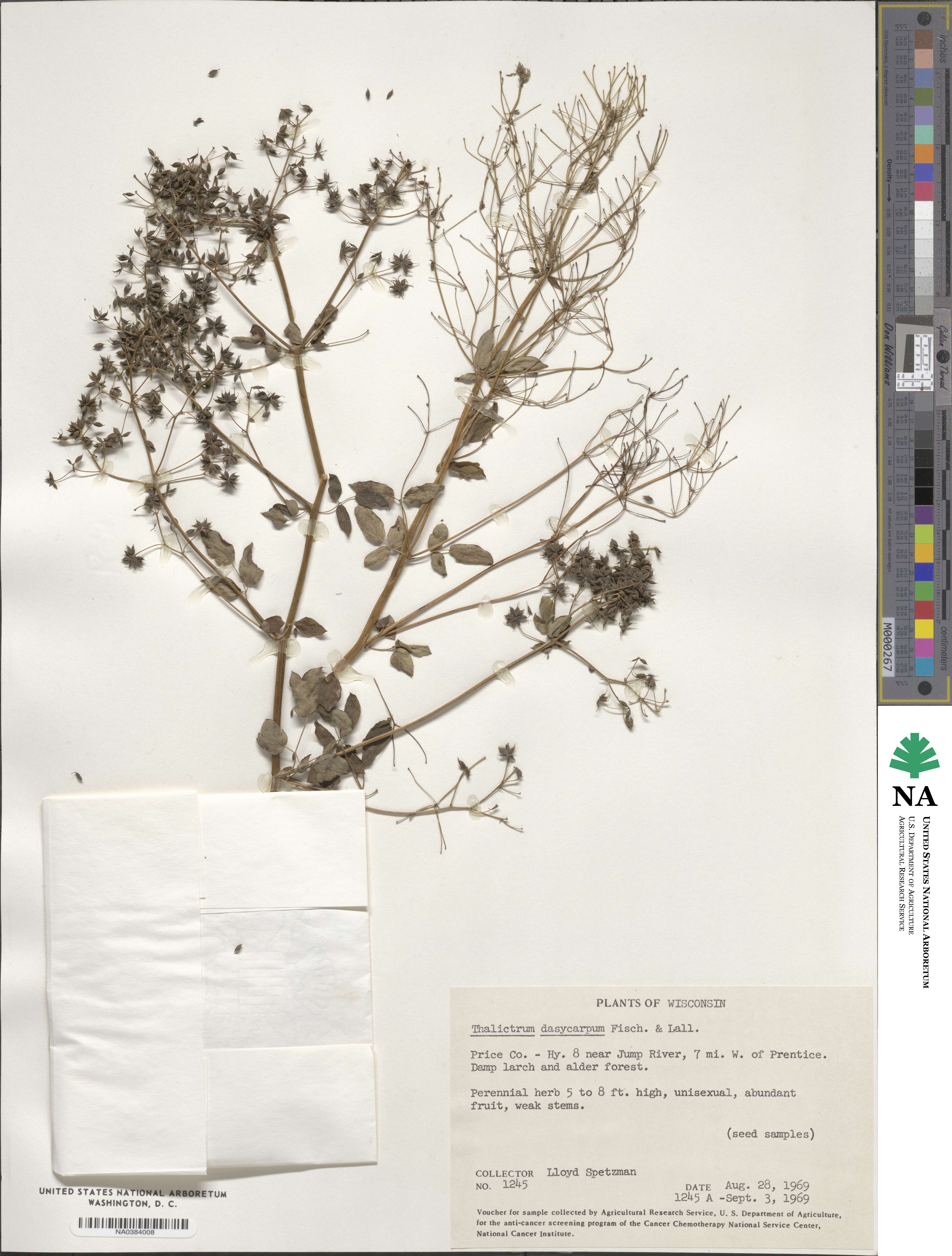 Thalictrum dasycarpum image