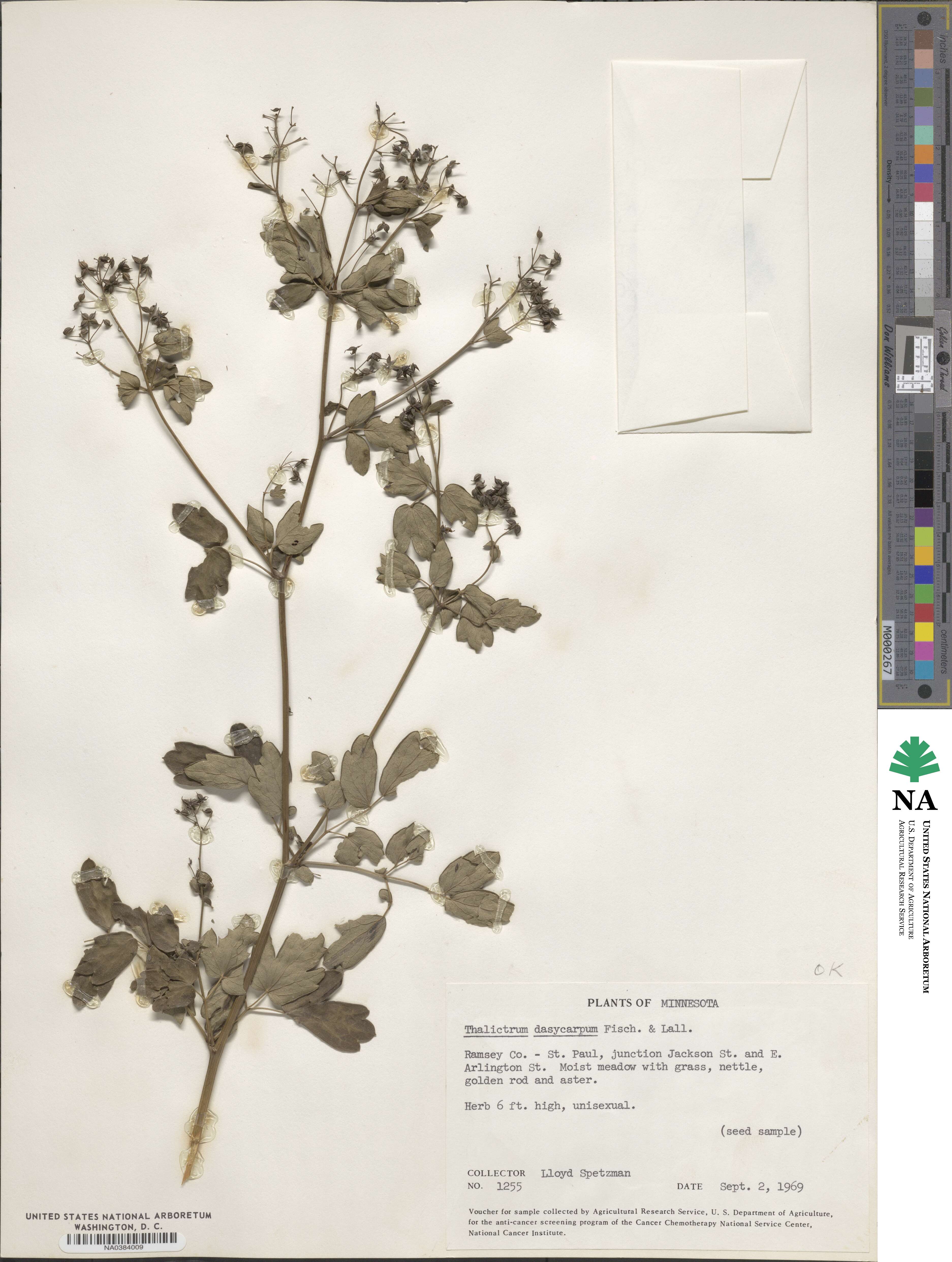Thalictrum dasycarpum image