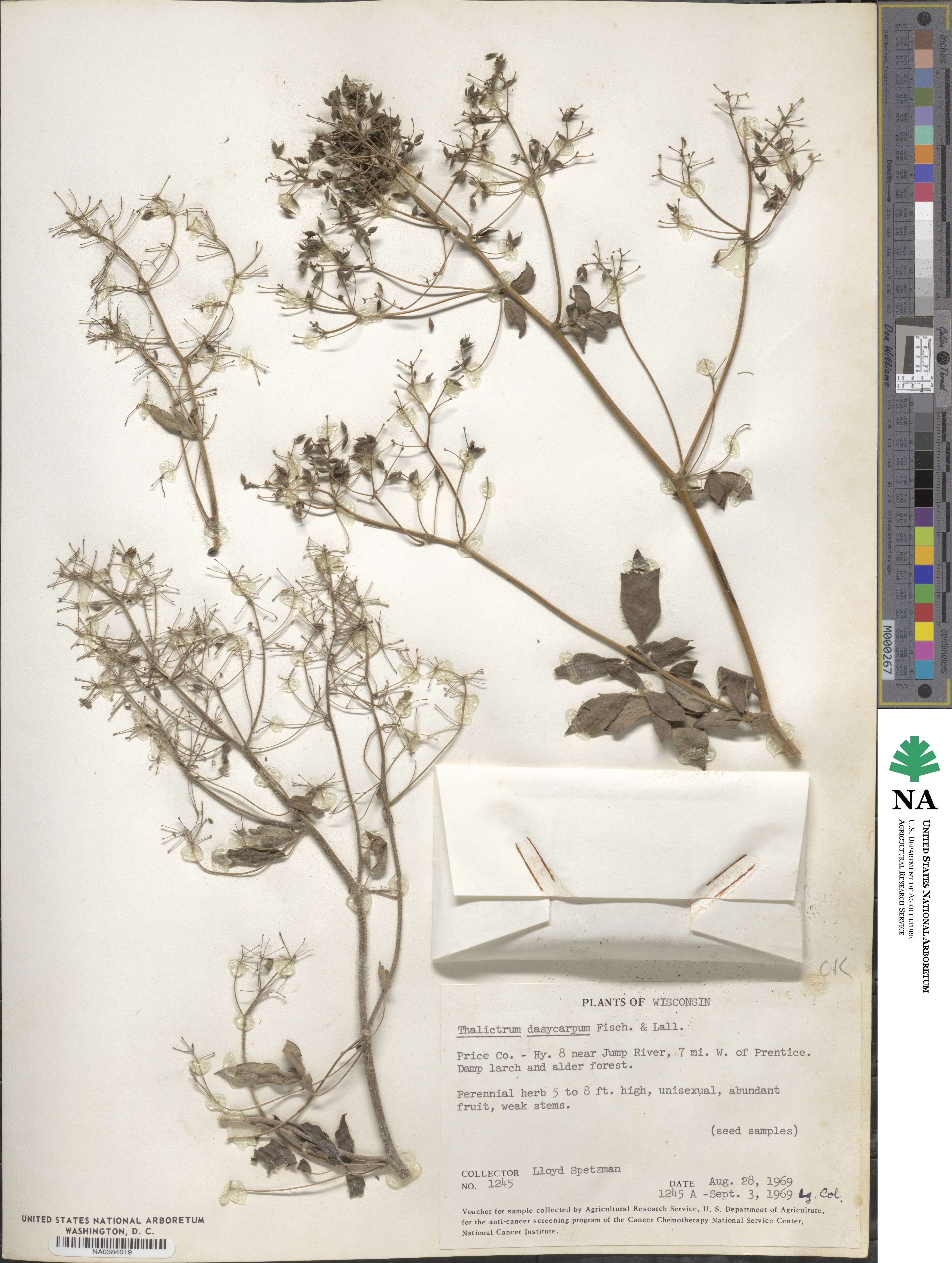 Thalictrum image