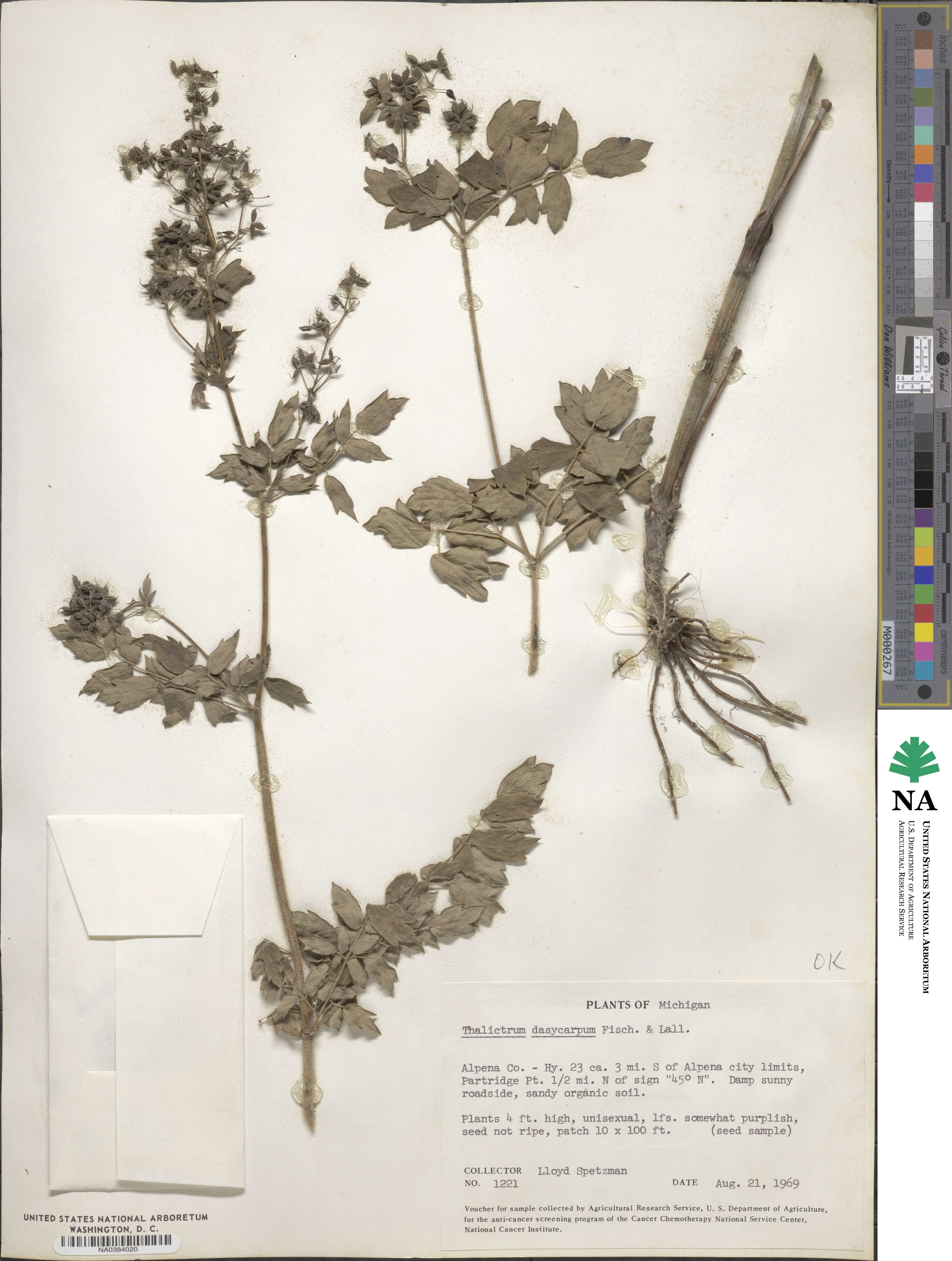 Thalictrum image