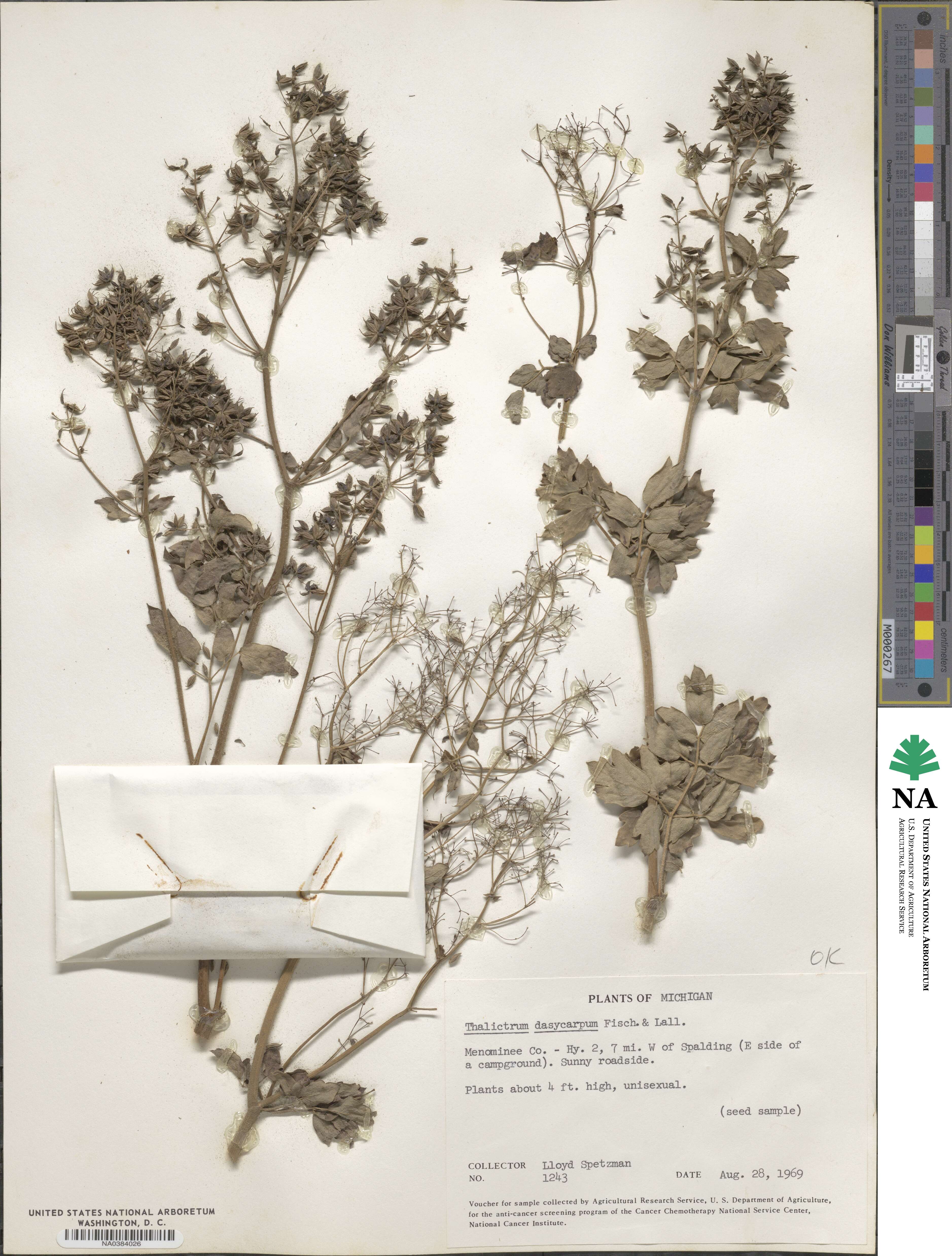Thalictrum dasycarpum image