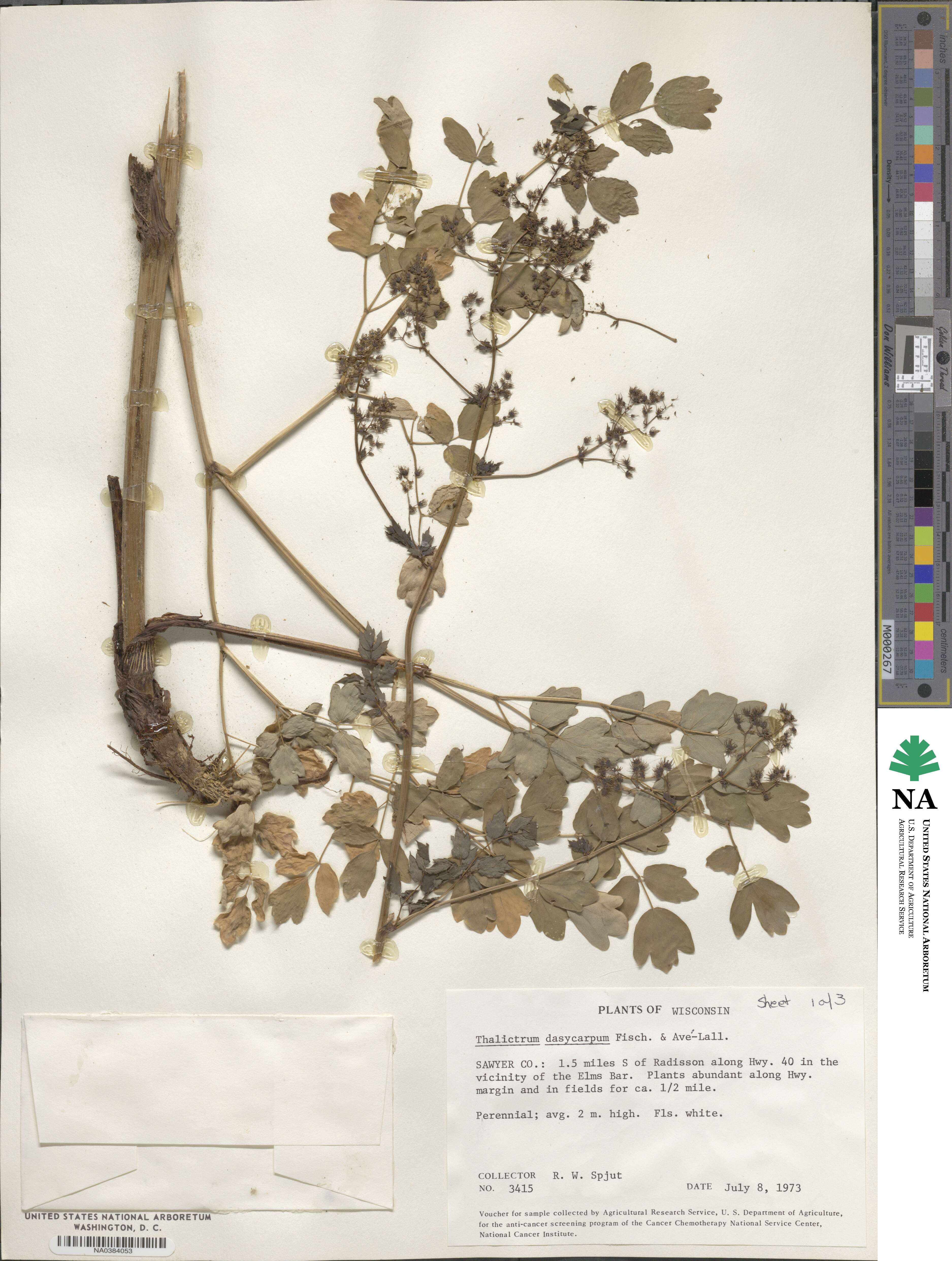 Thalictrum dasycarpum image