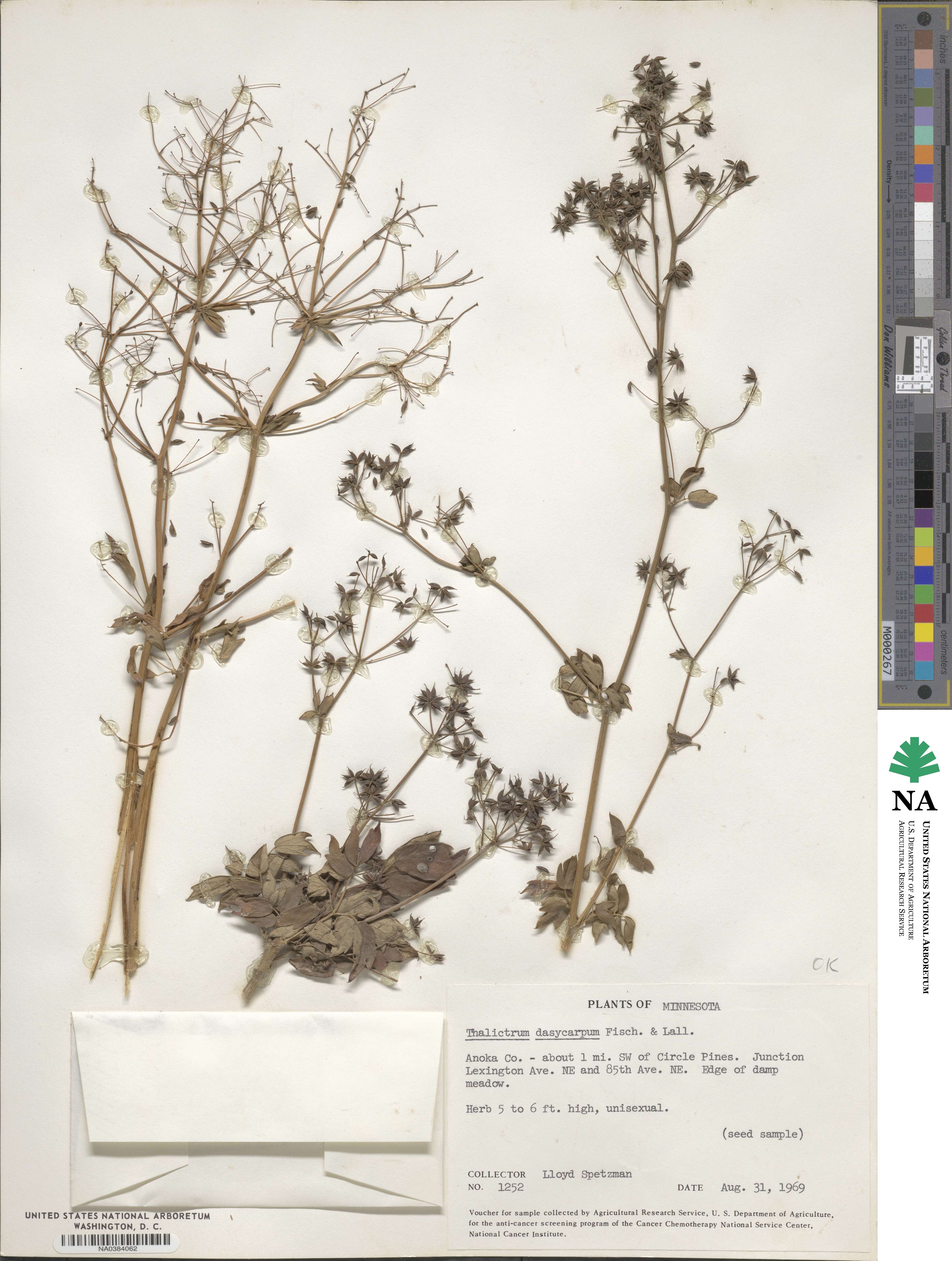Thalictrum dasycarpum image