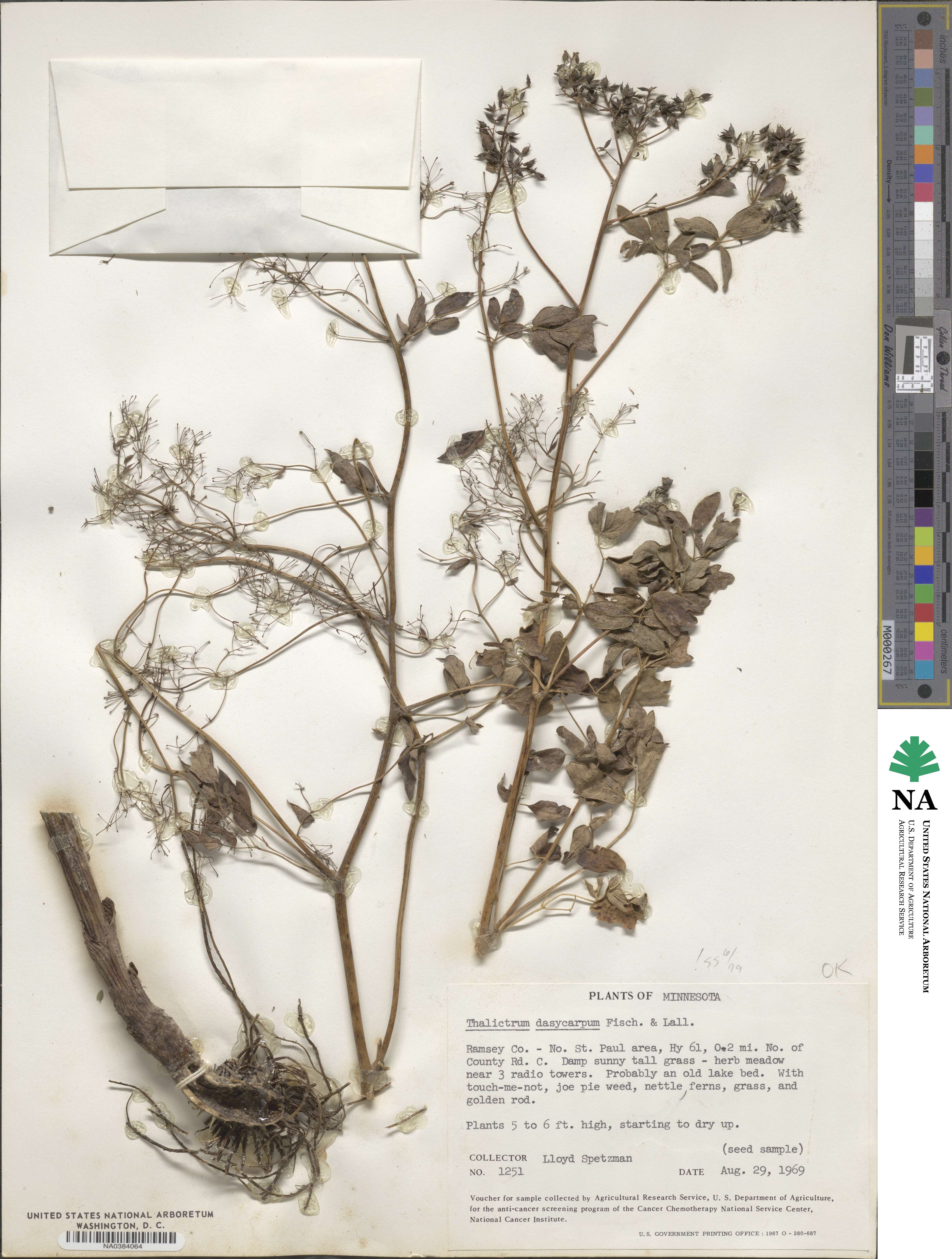 Thalictrum dasycarpum image