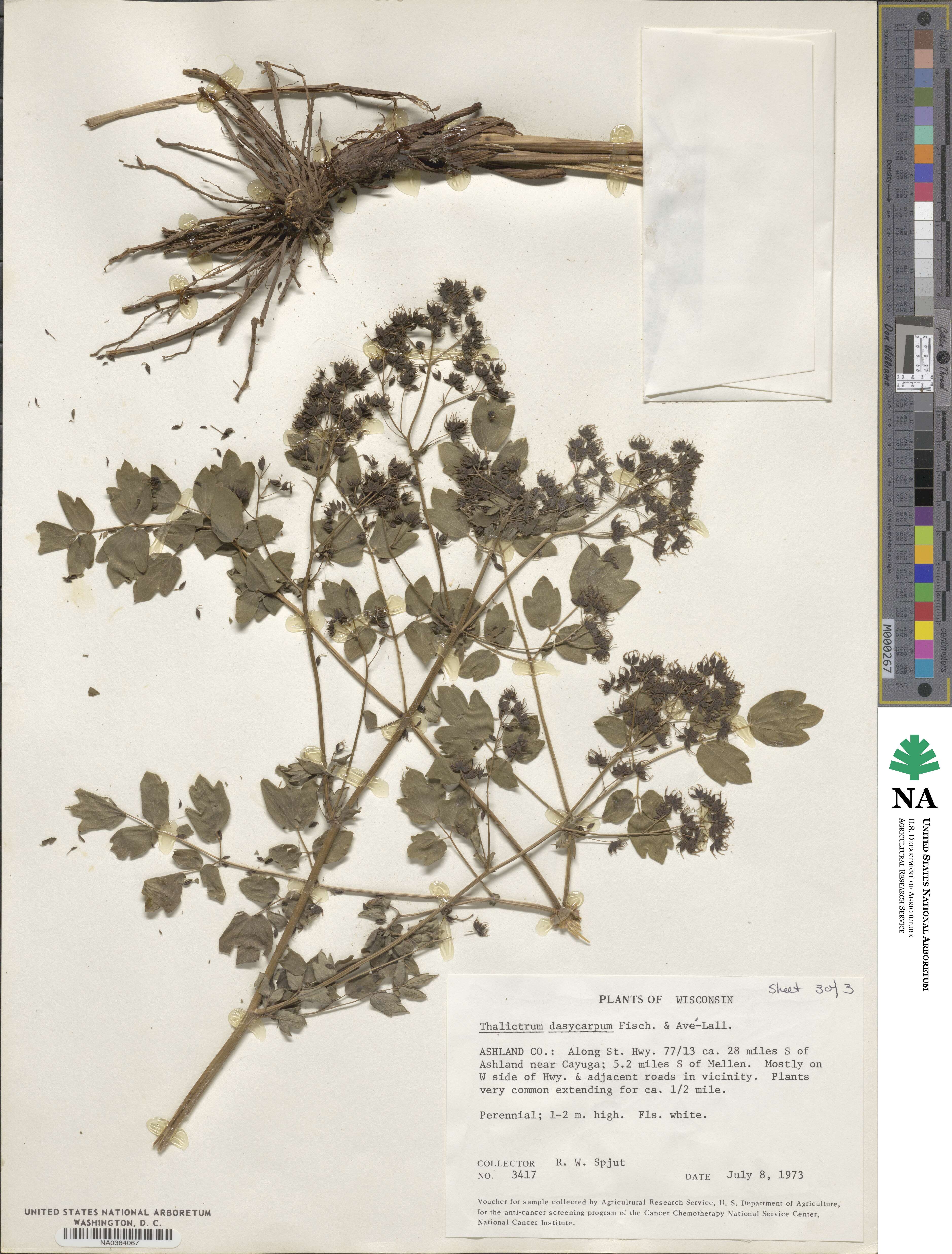 Thalictrum dasycarpum image