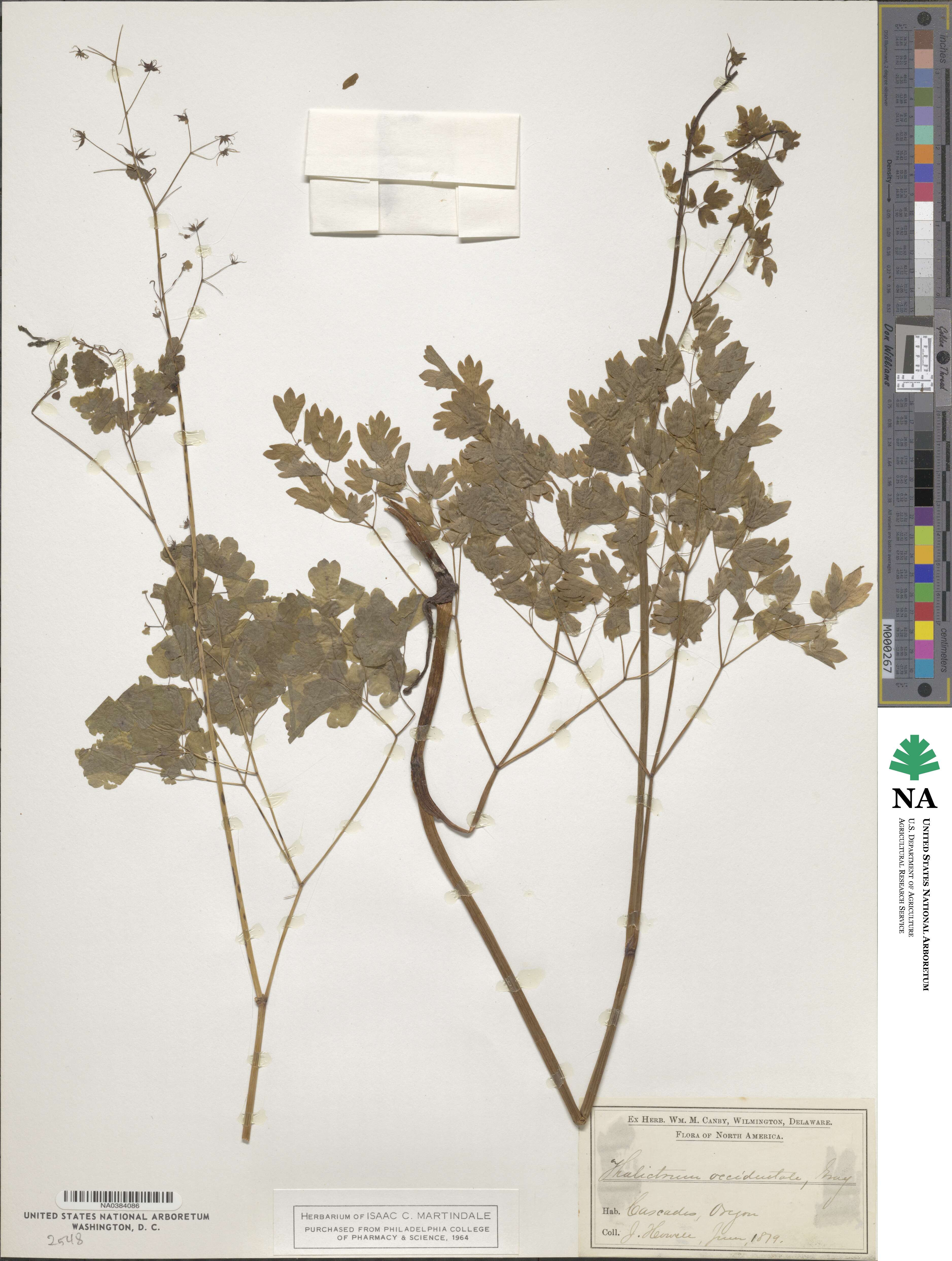 Thalictrum alpinum image