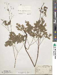 Thalictrum alpinum image
