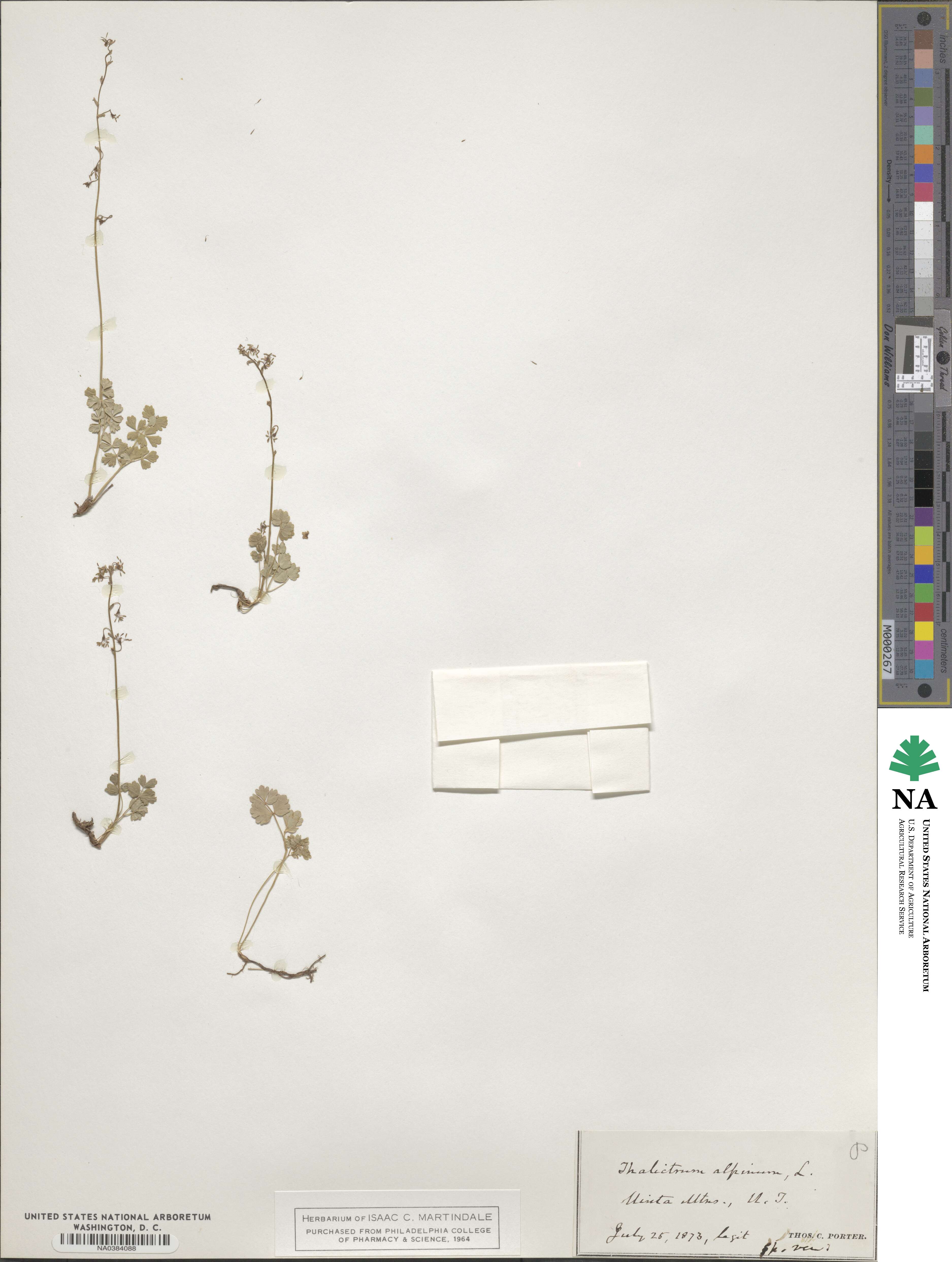 Thalictrum alpinum image