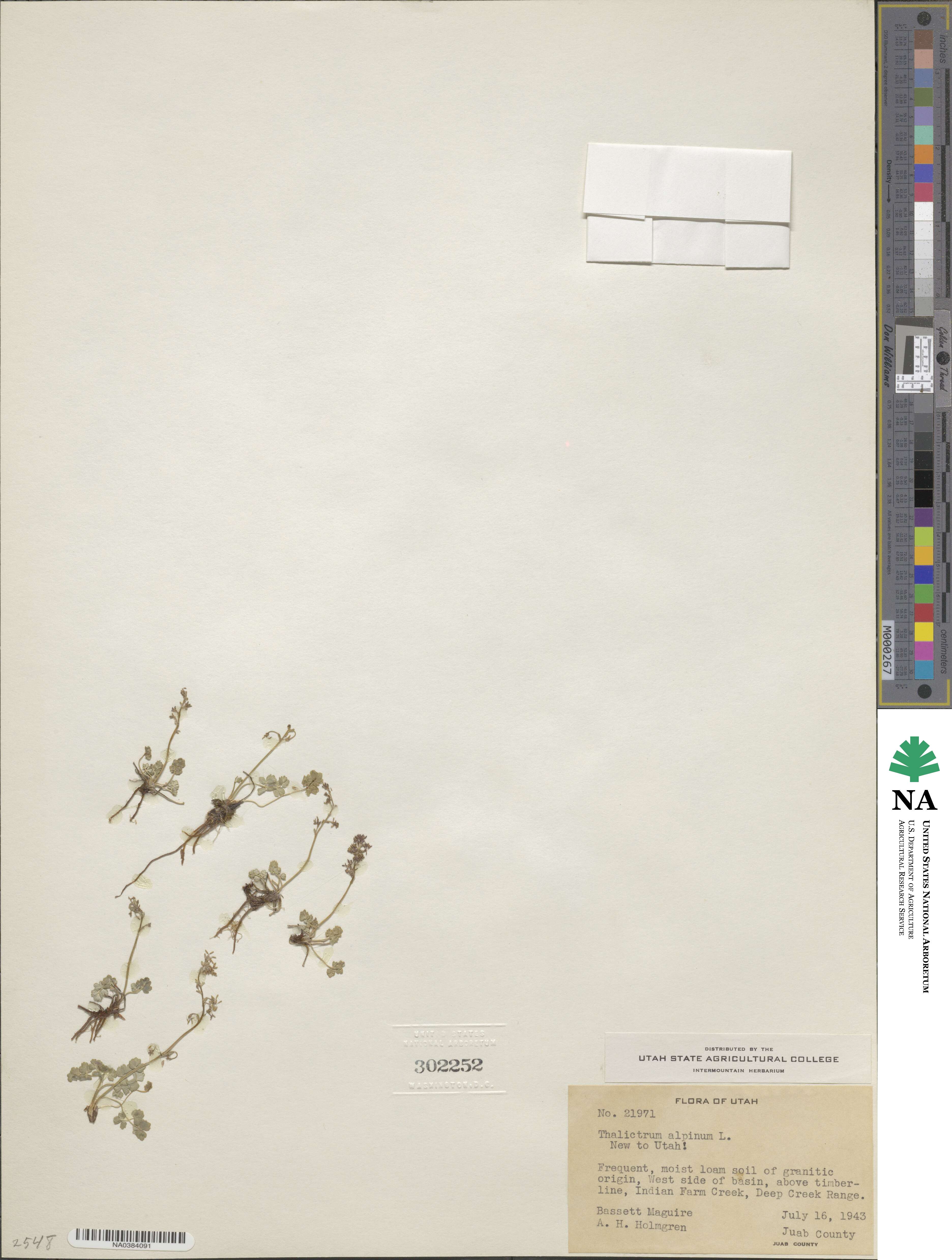 Thalictrum alpinum image
