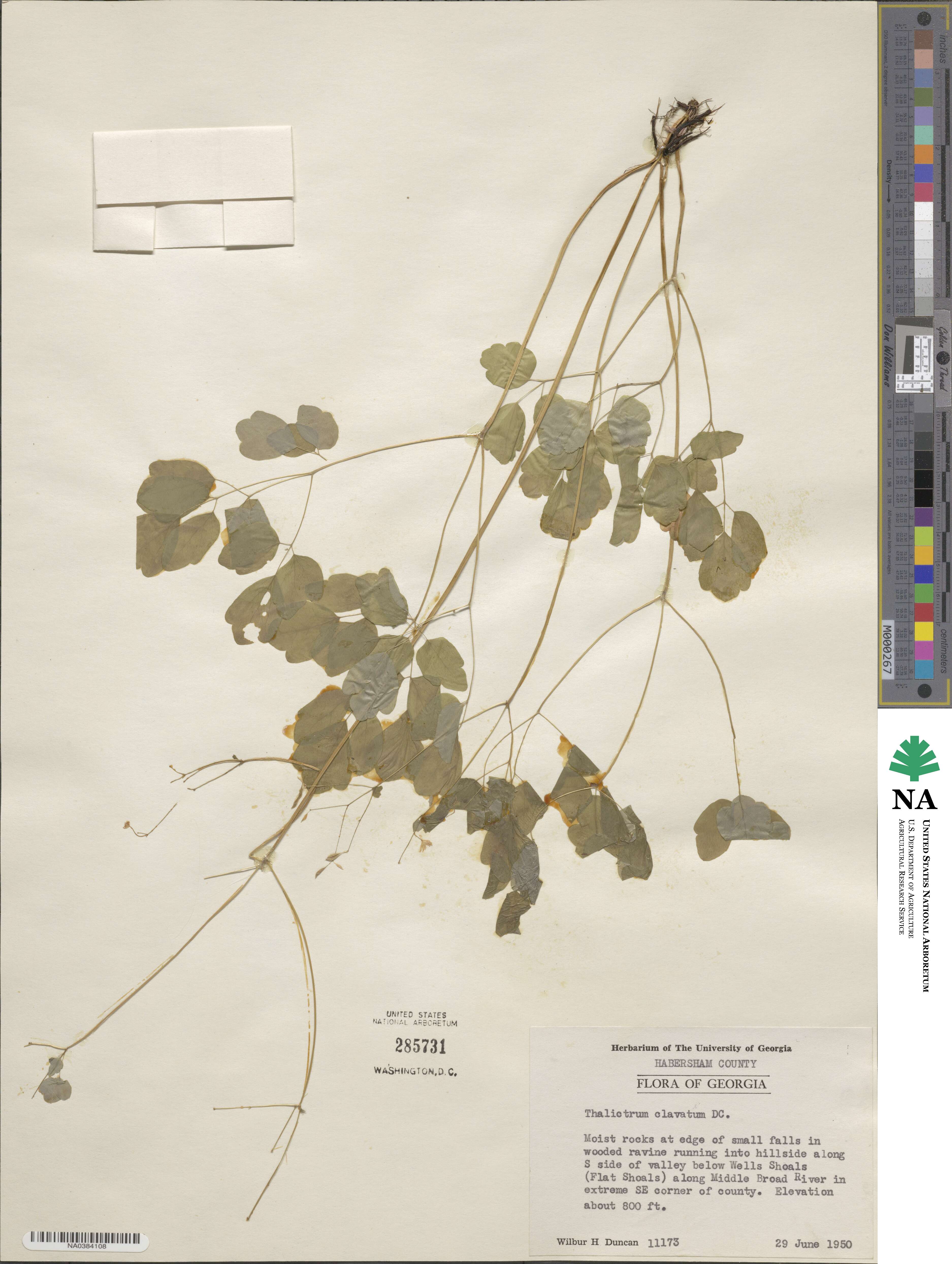 Thalictrum clavatum image