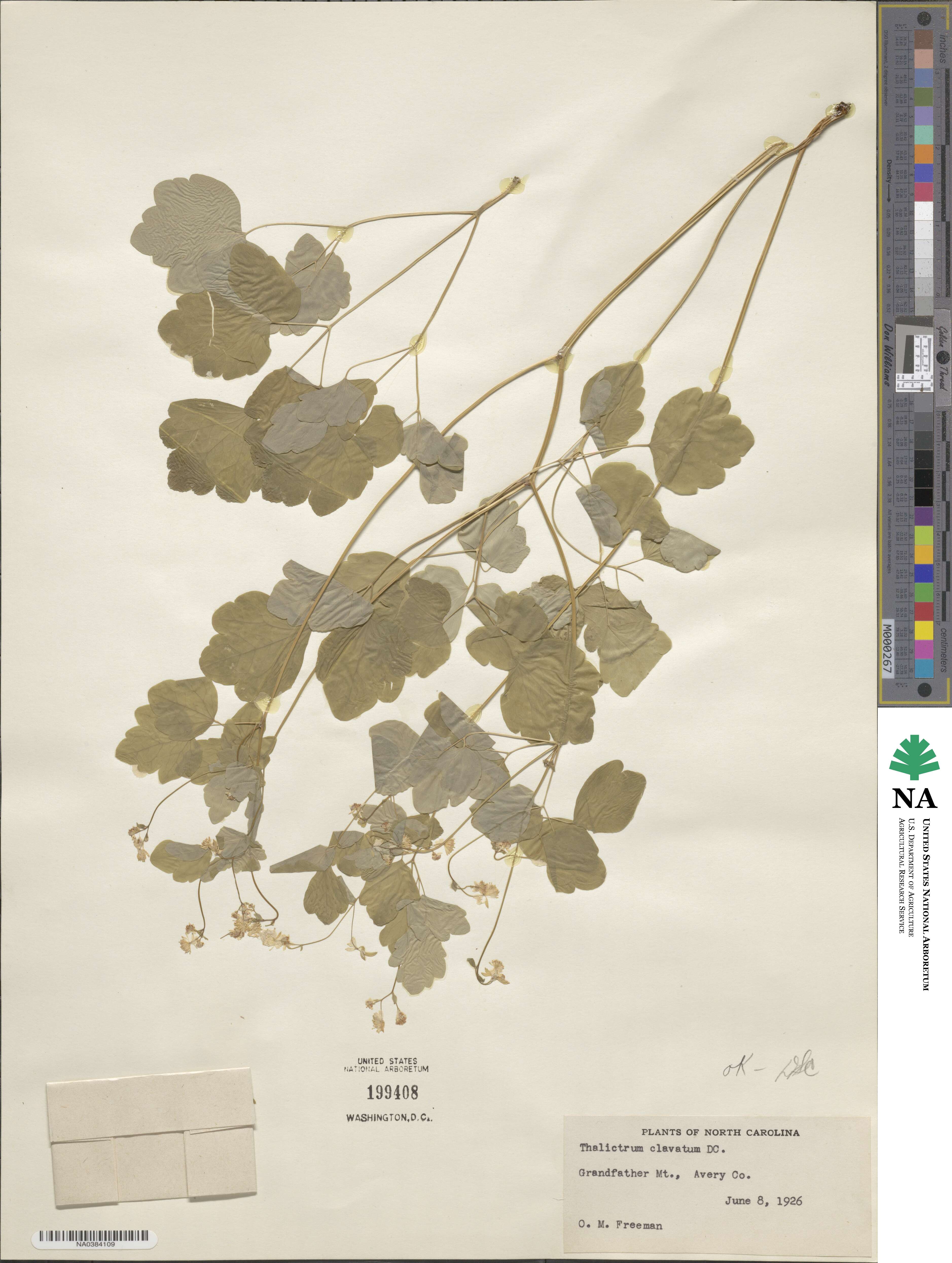 Thalictrum clavatum image