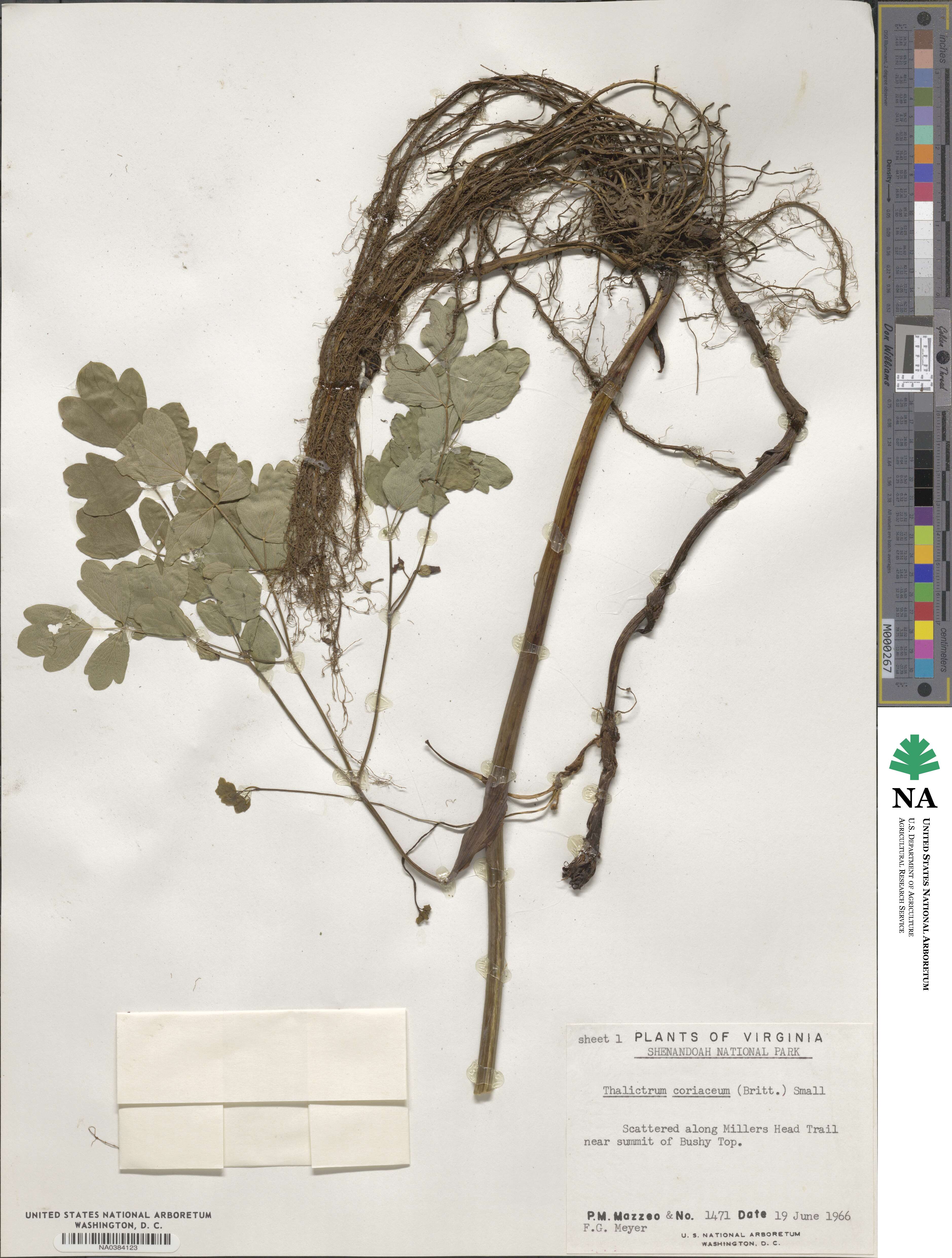 Thalictrum coriaceum image