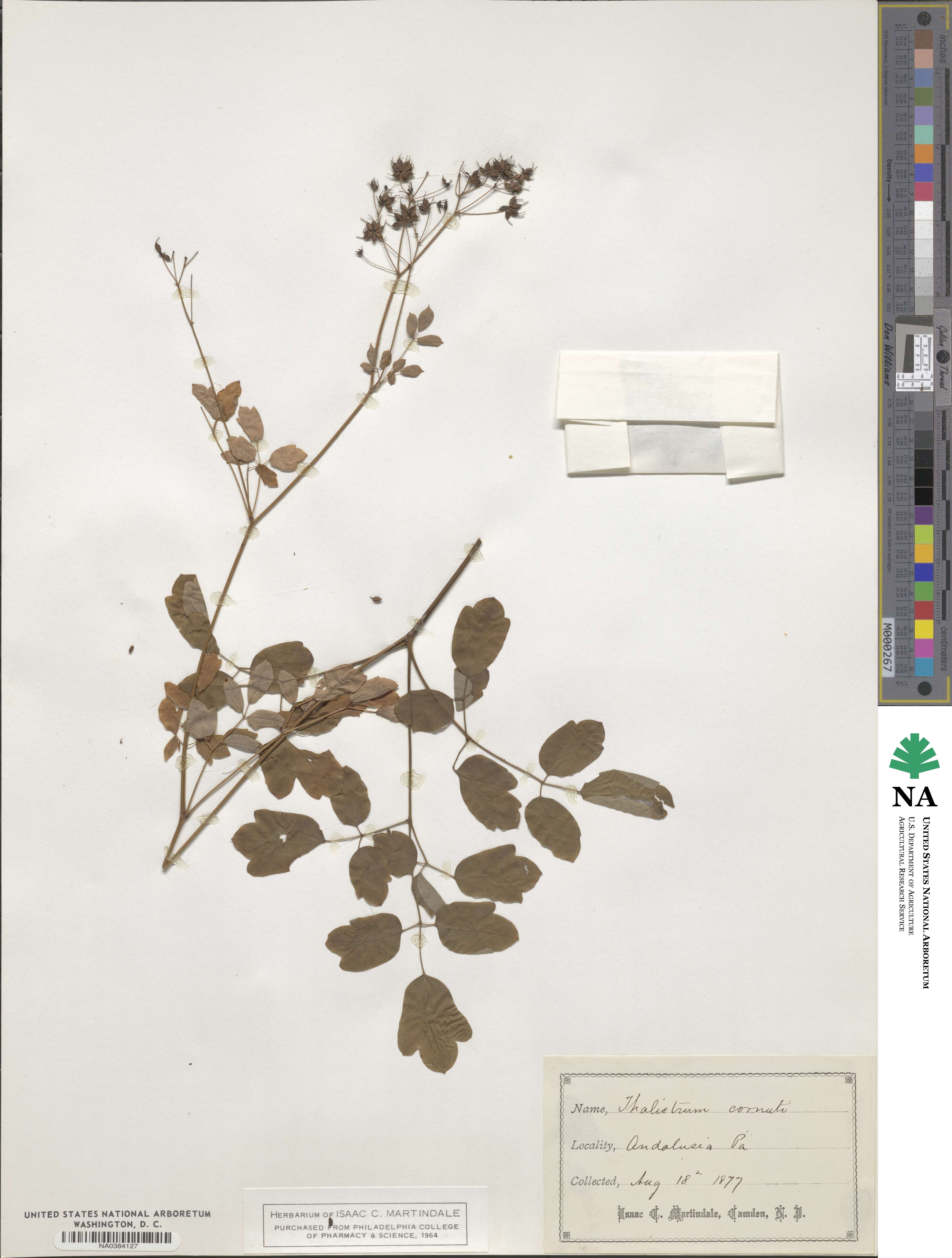 Thalictrum aquilegiifolium subsp. aquilegiifolium image