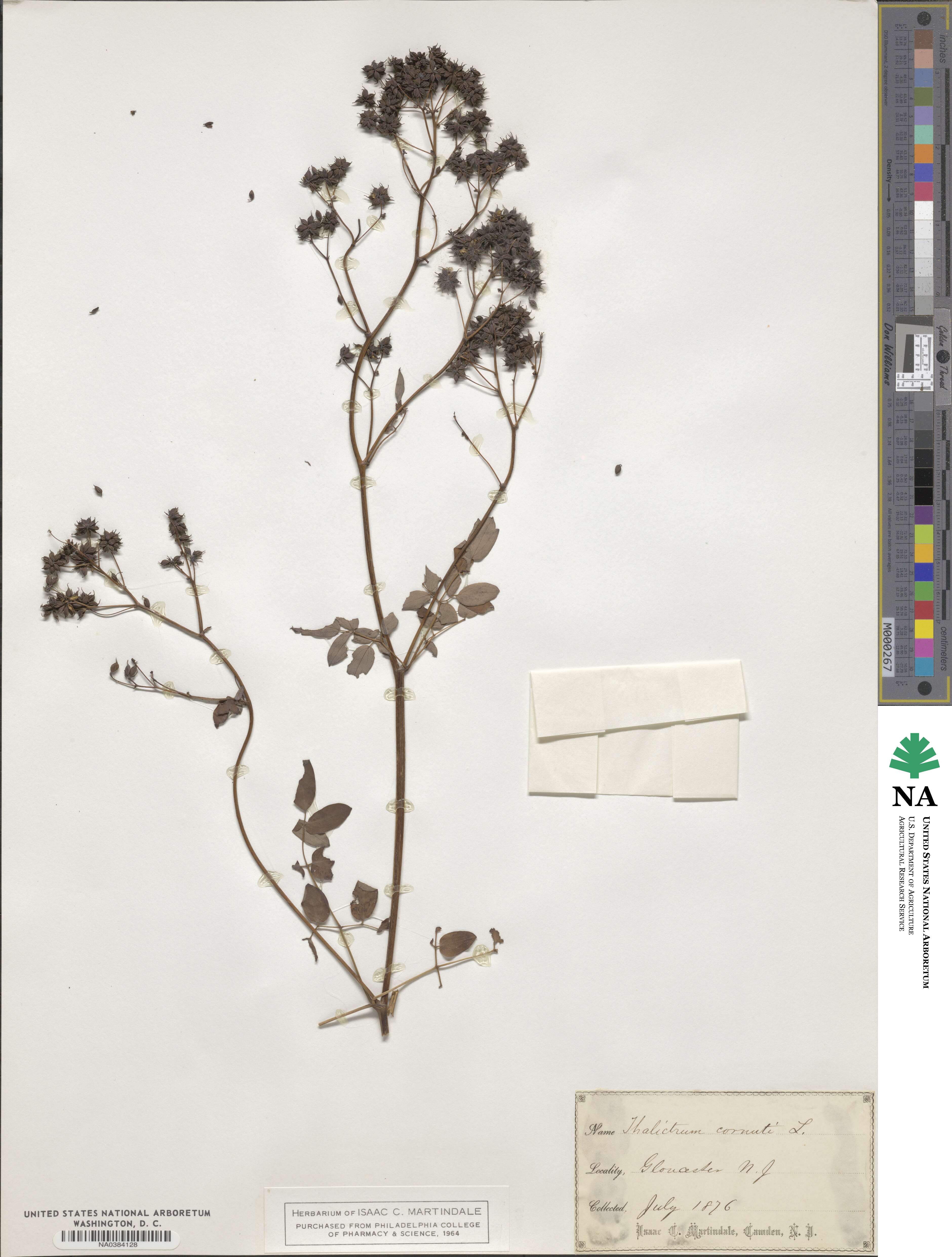 Thalictrum aquilegiifolium subsp. aquilegiifolium image