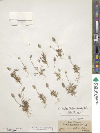 Ceratocephalus testiculatus image