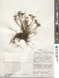 Hamadryas delfinii image