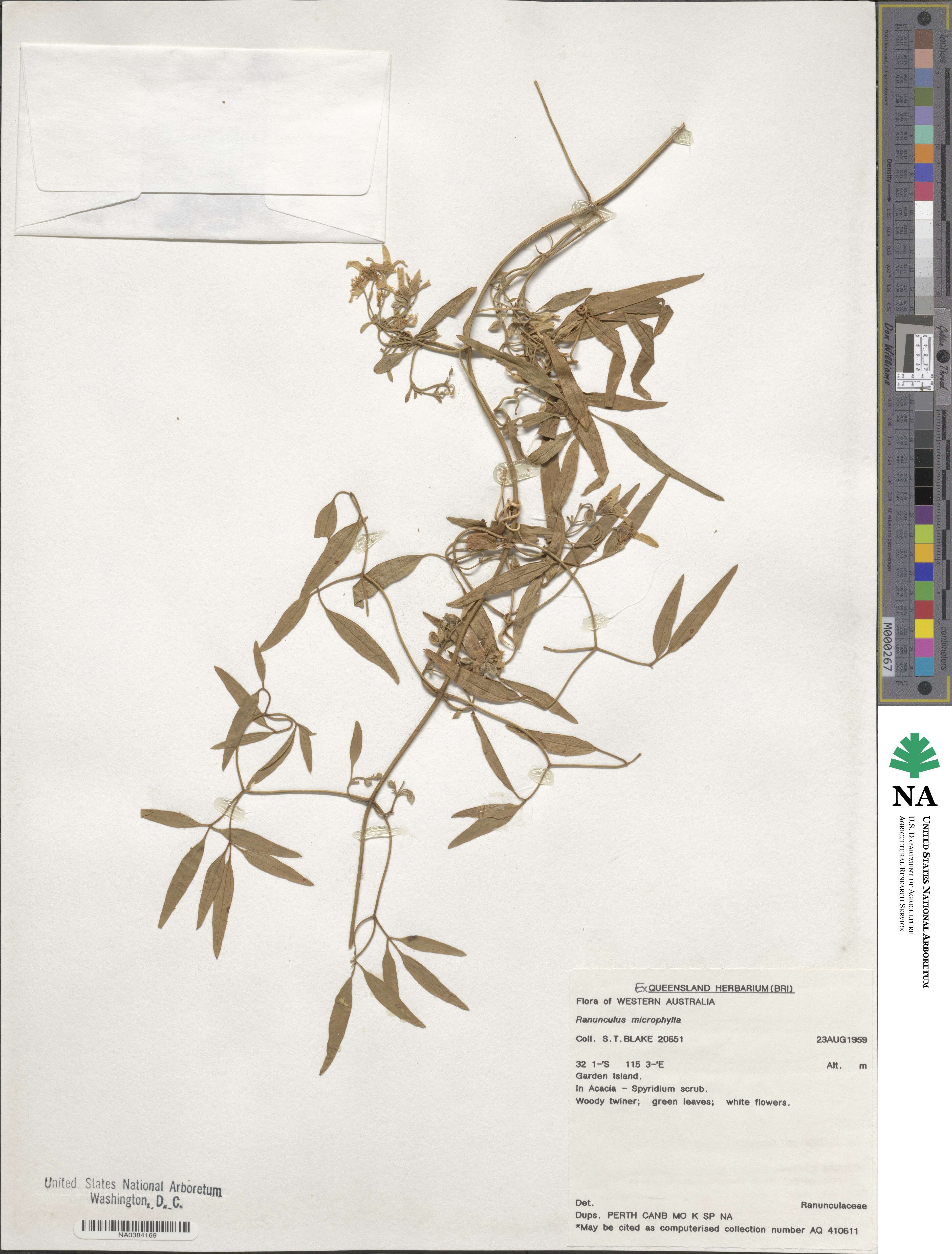Ranunculus microphyllus image