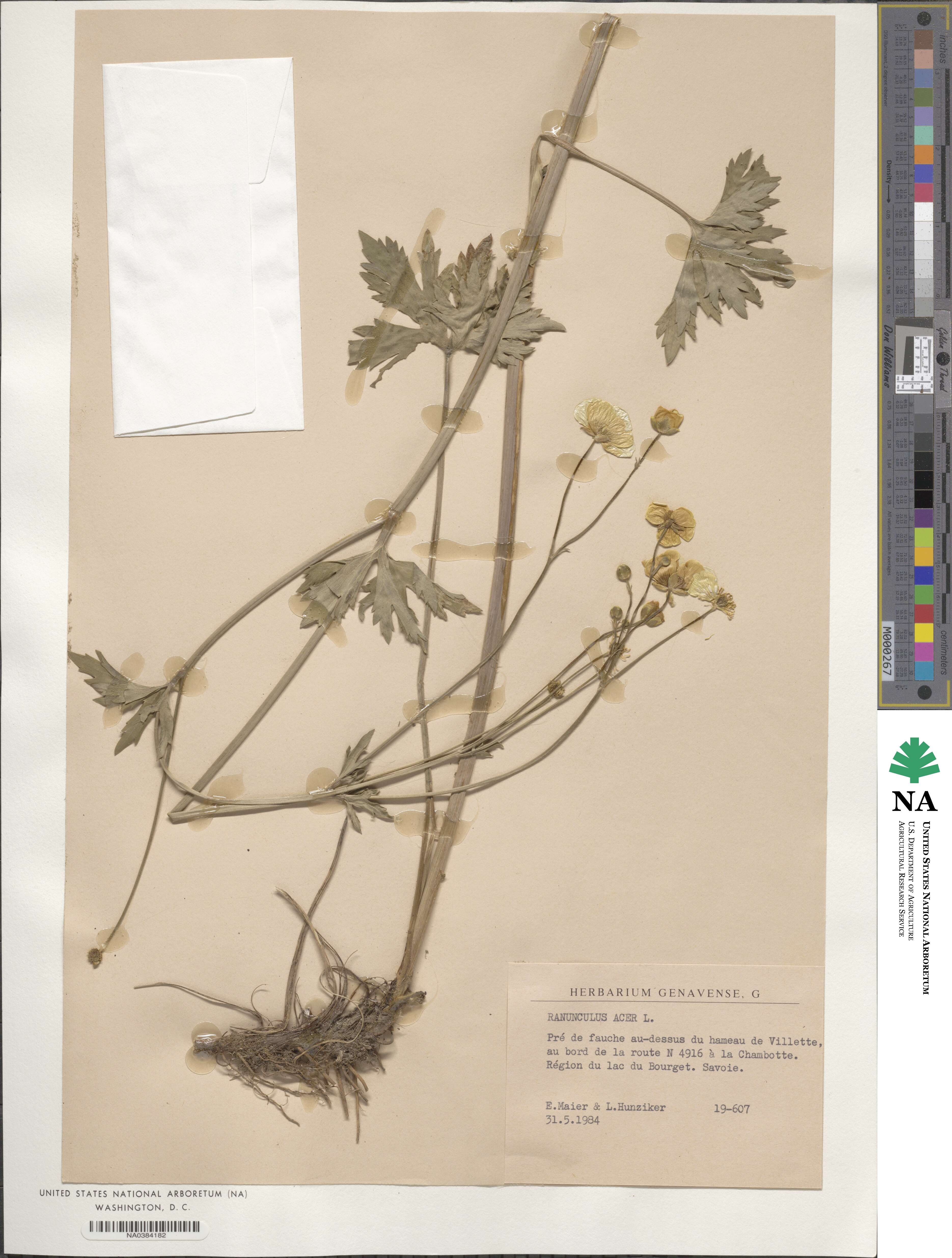 Ranunculus acer image