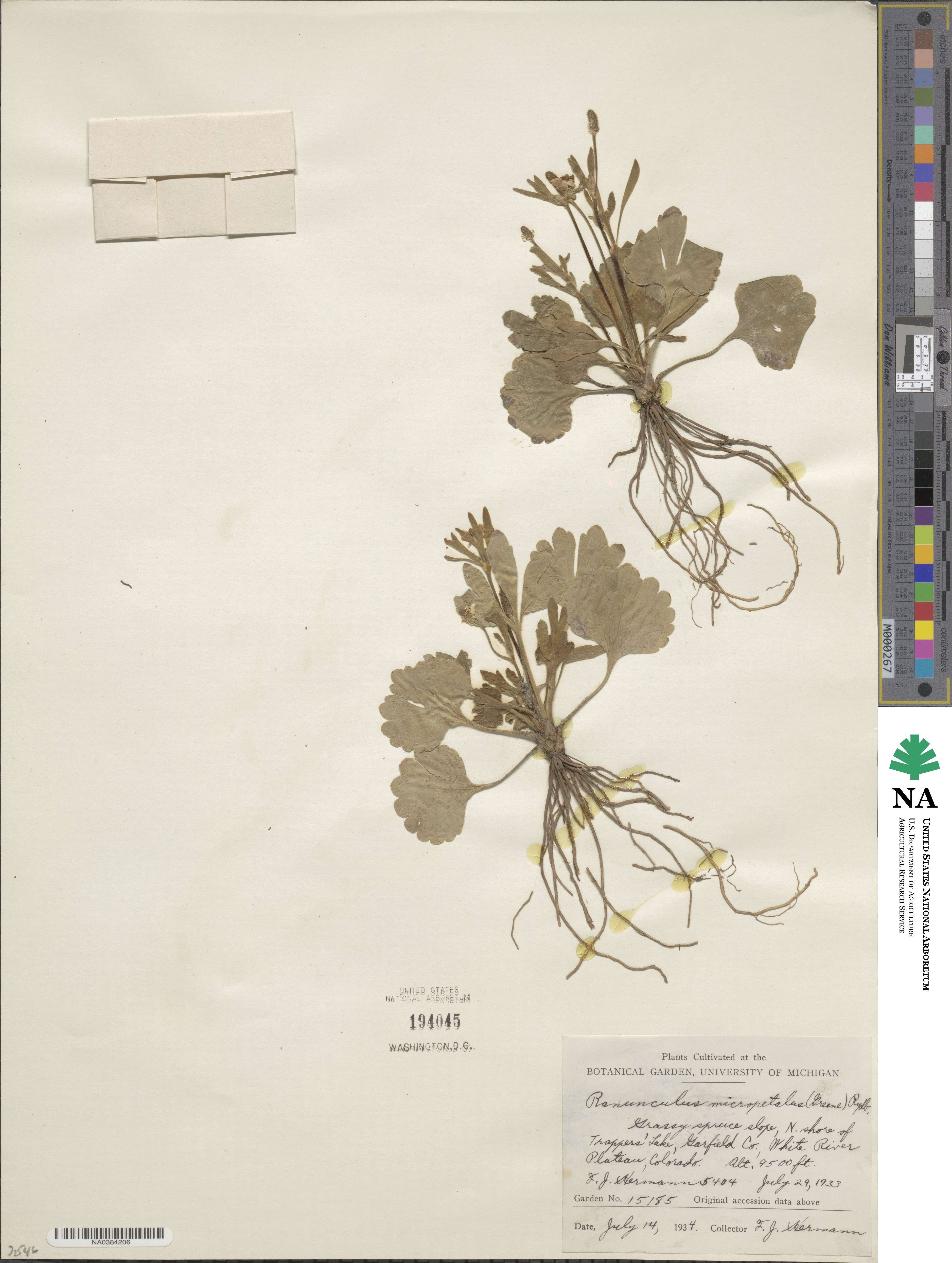 Ranunculus inamoenus image