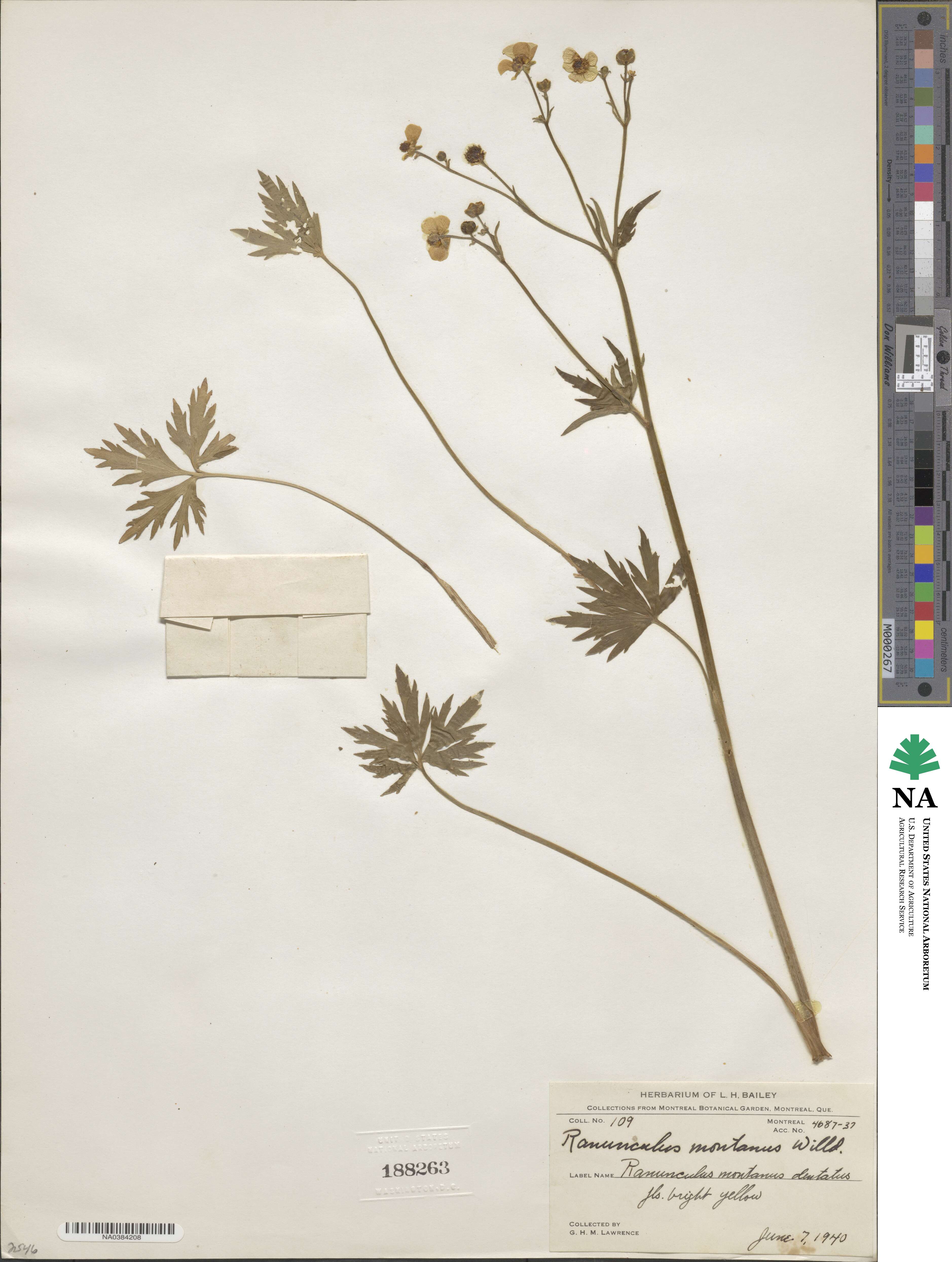 Ranunculus montanus image