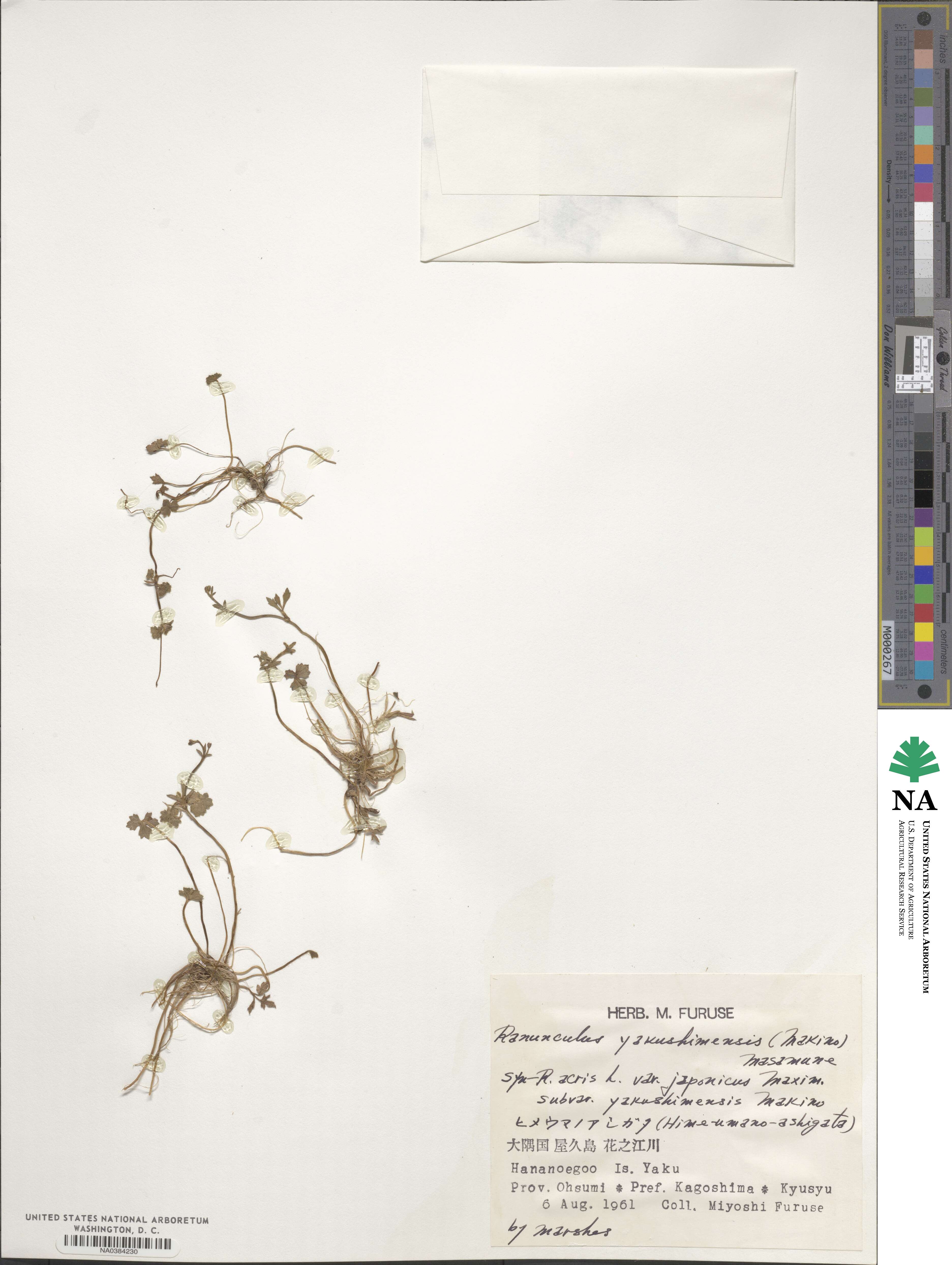 Ranunculus formosa-montanus image