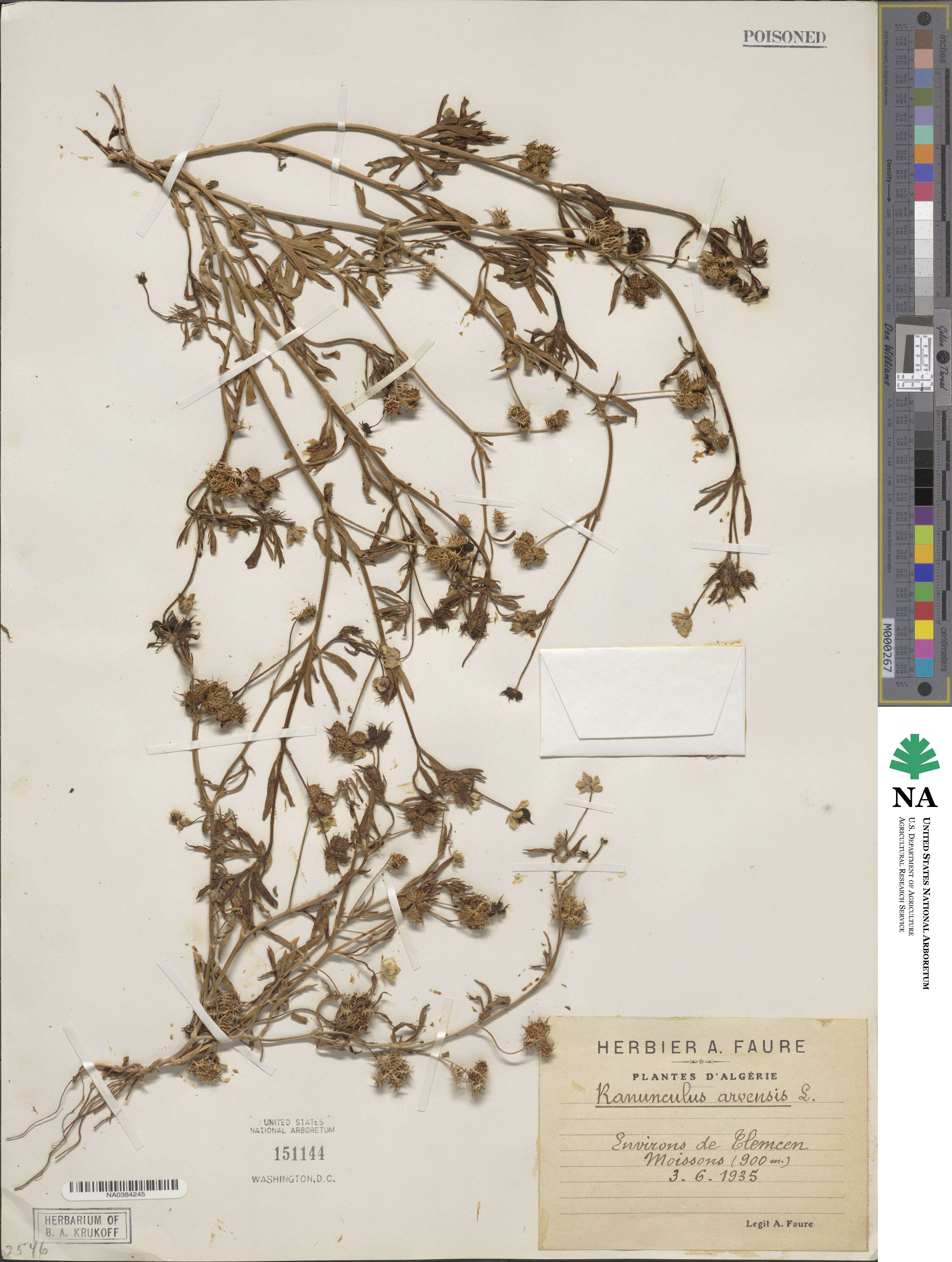 Ranunculus arvensis image