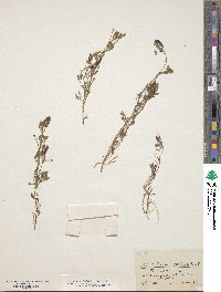 Ranunculus trichophyllus image