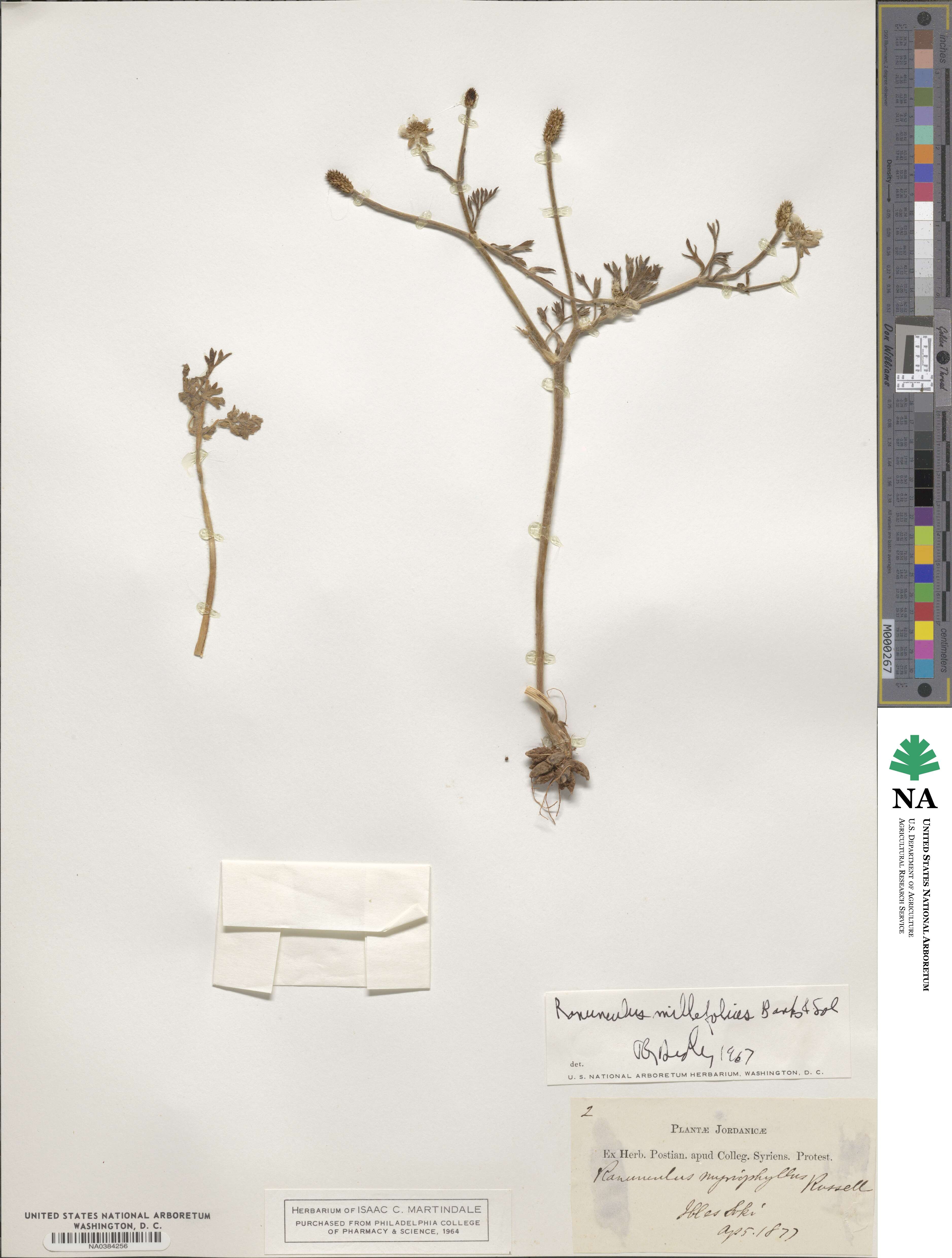 Ranunculus millefolius image