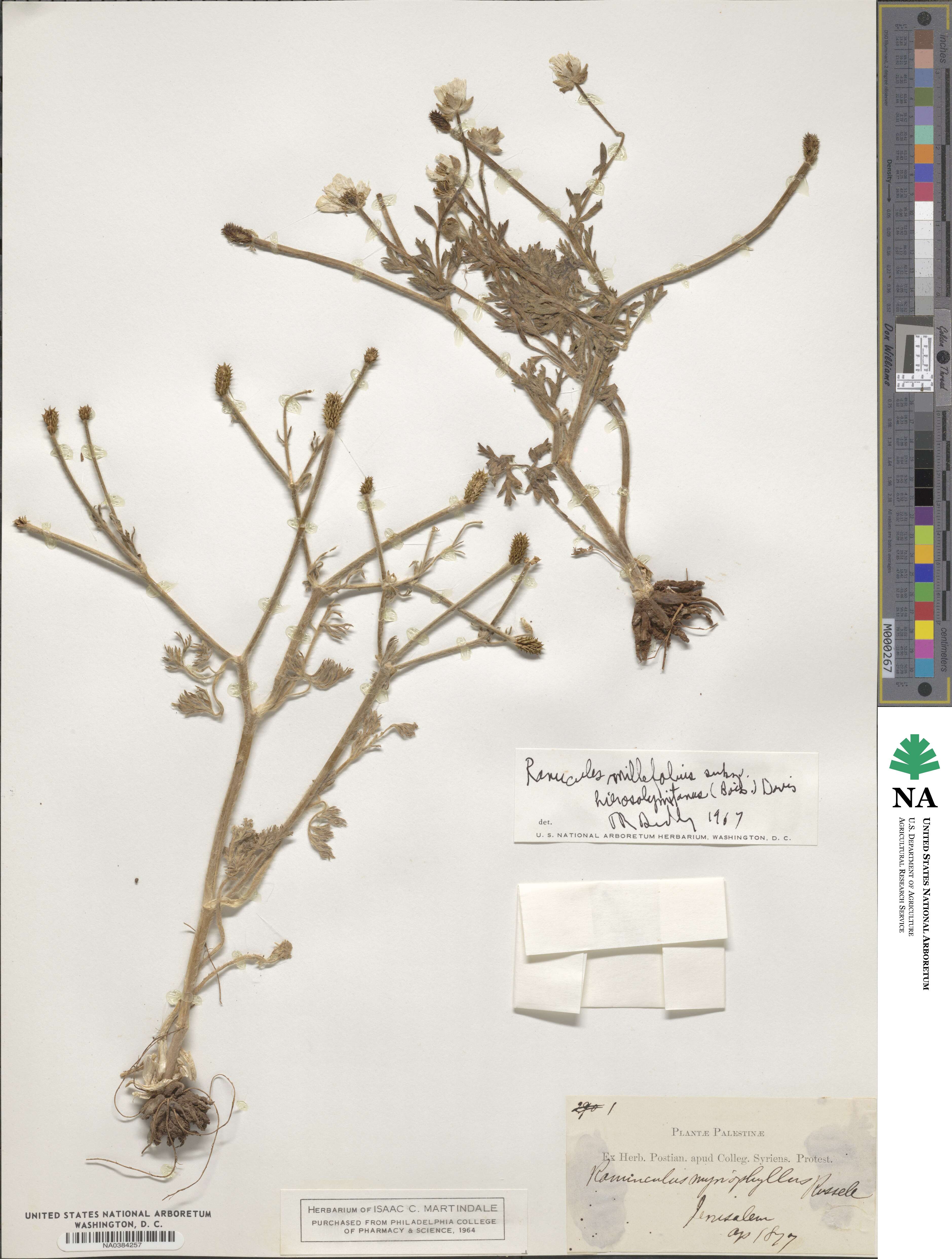 Ranunculus millefolius subsp. hierosolymitanus image