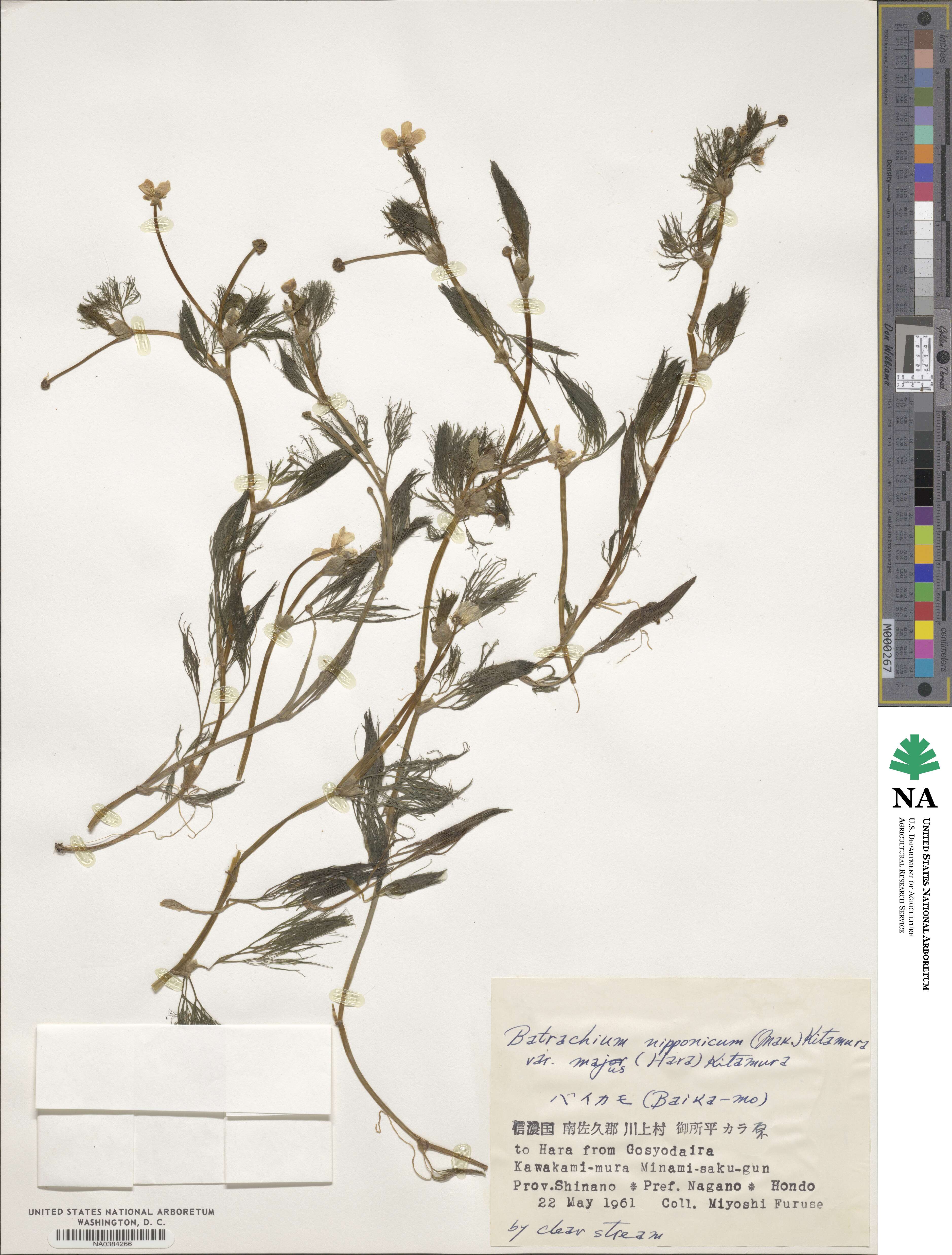 Ranunculus nipponicus image