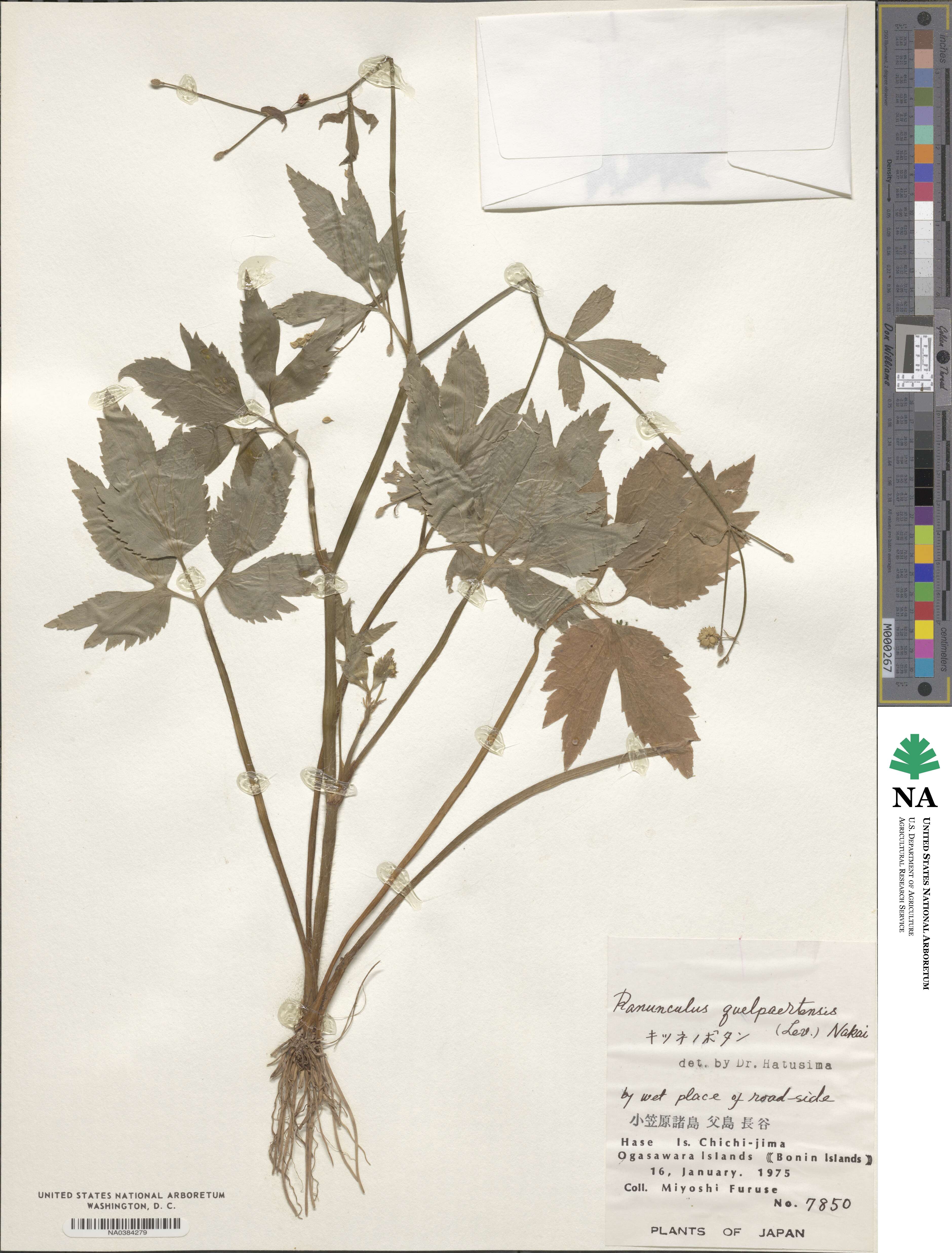 Ranunculus silerifolius image