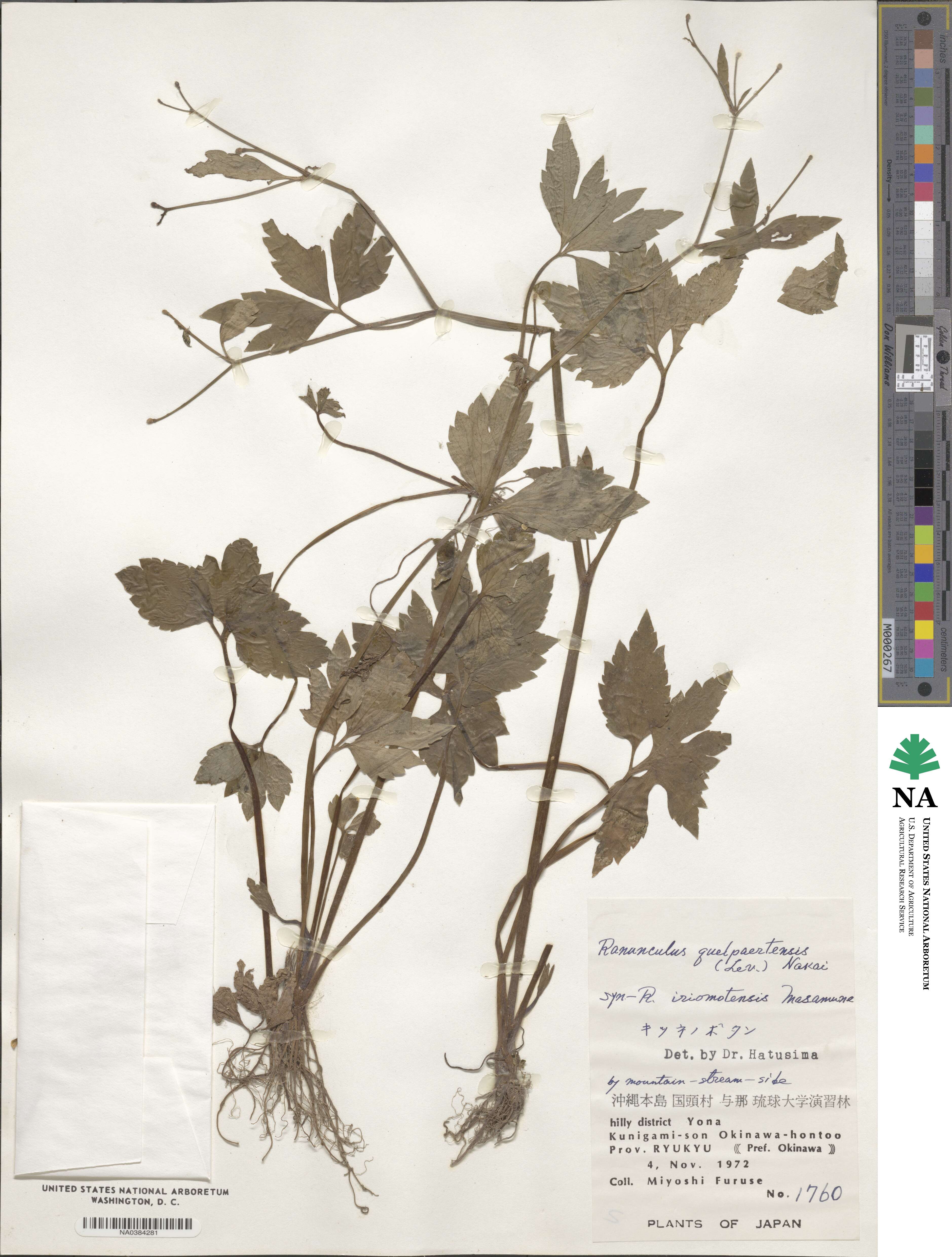 Ranunculus silerifolius image