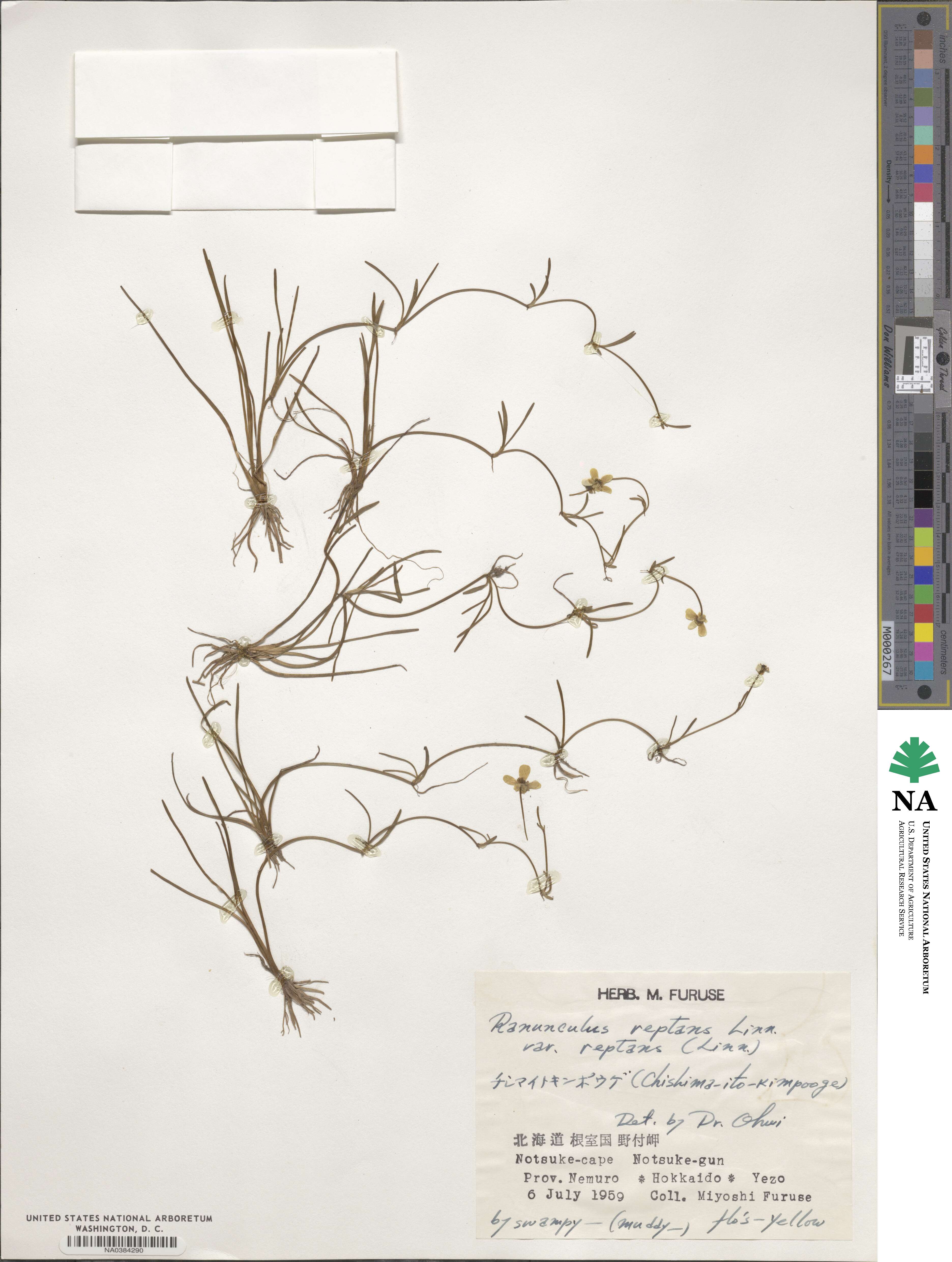 Ranunculus reptans image