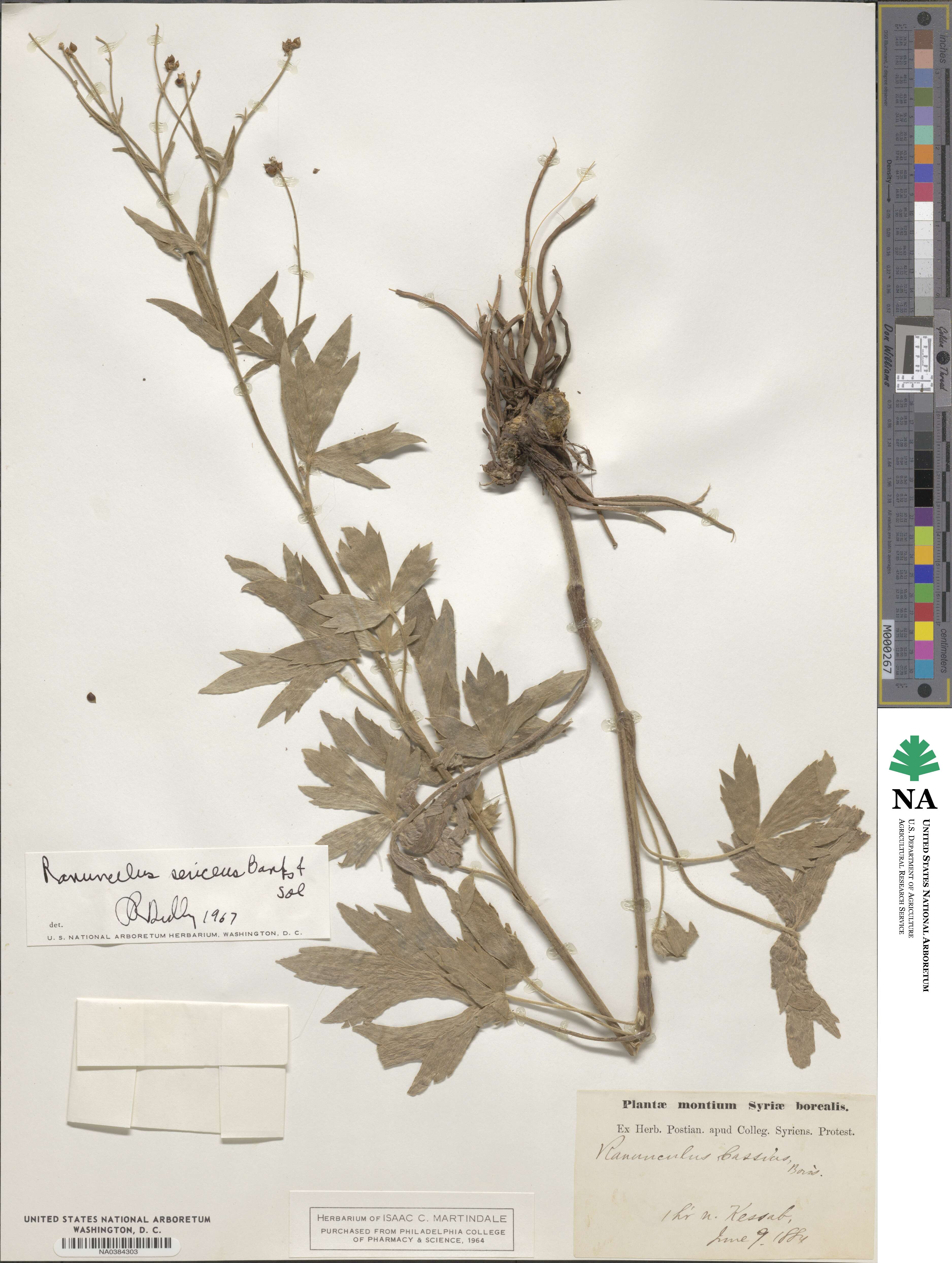 Ranunculus sericeus image