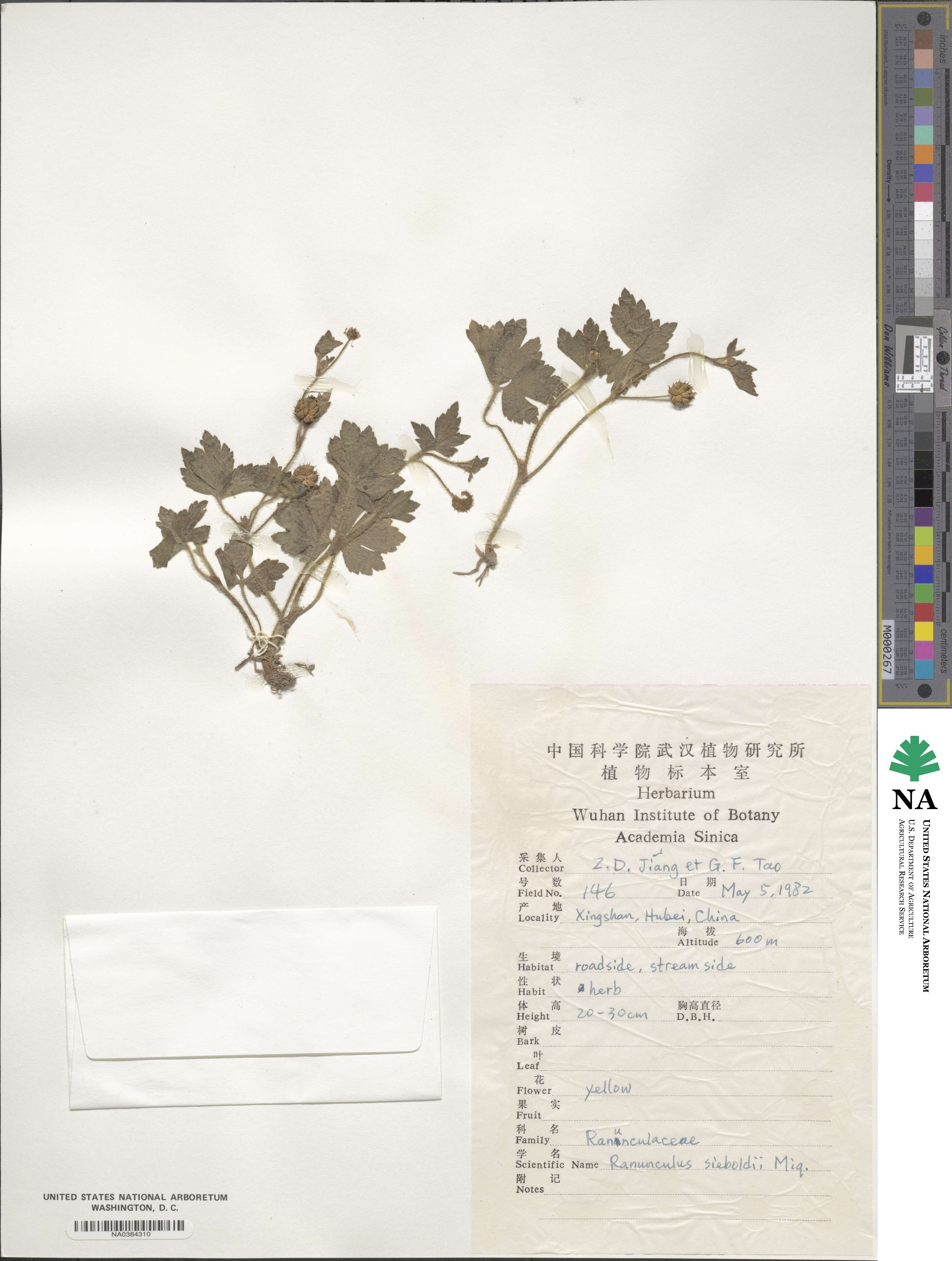 Ranunculus sieboldii image