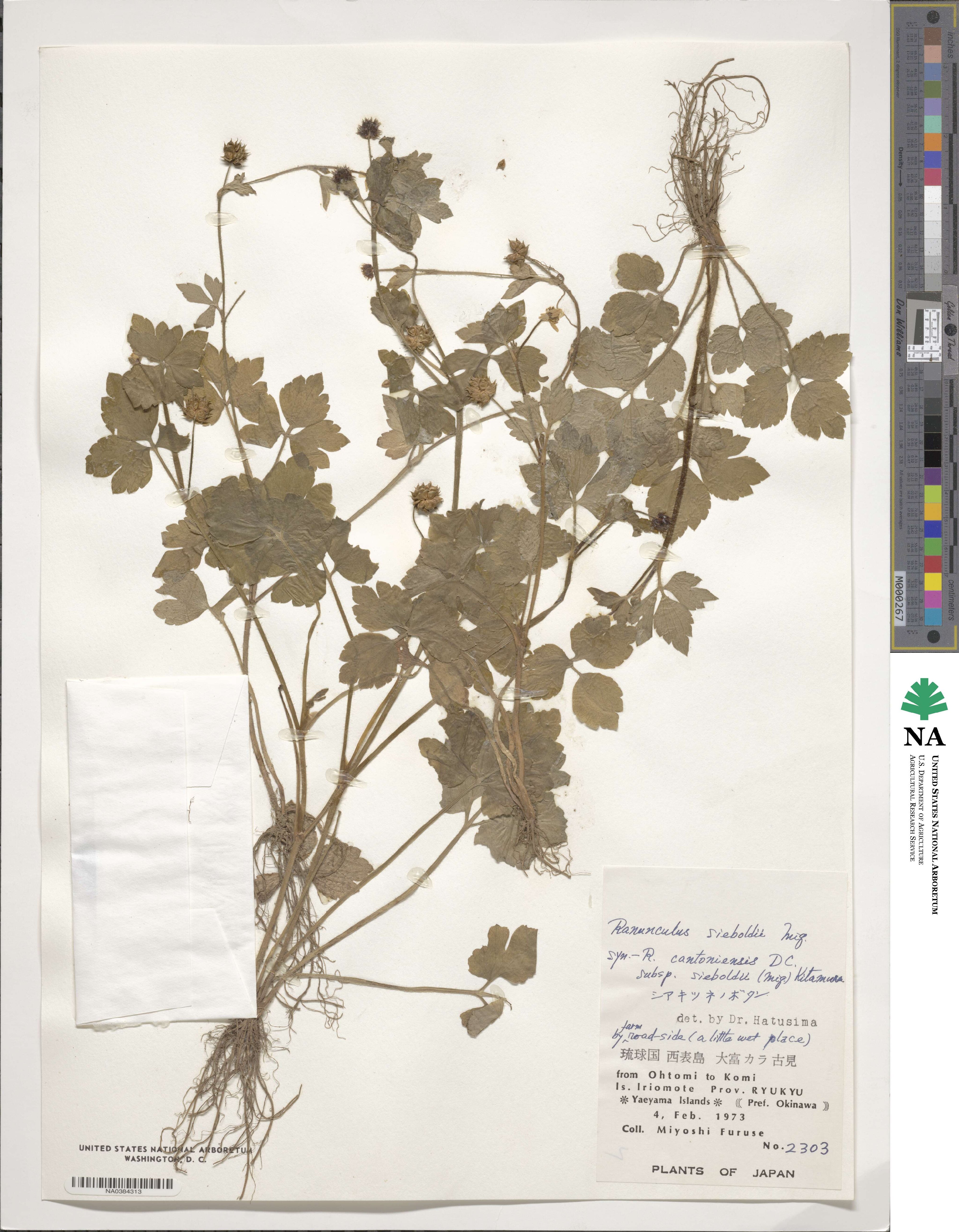 Ranunculus sieboldii image