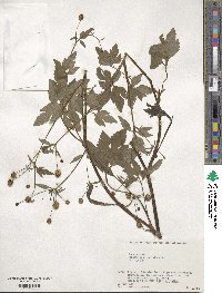 Ranunculus silerifolius image