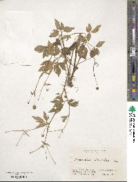 Ranunculus silerifolius image
