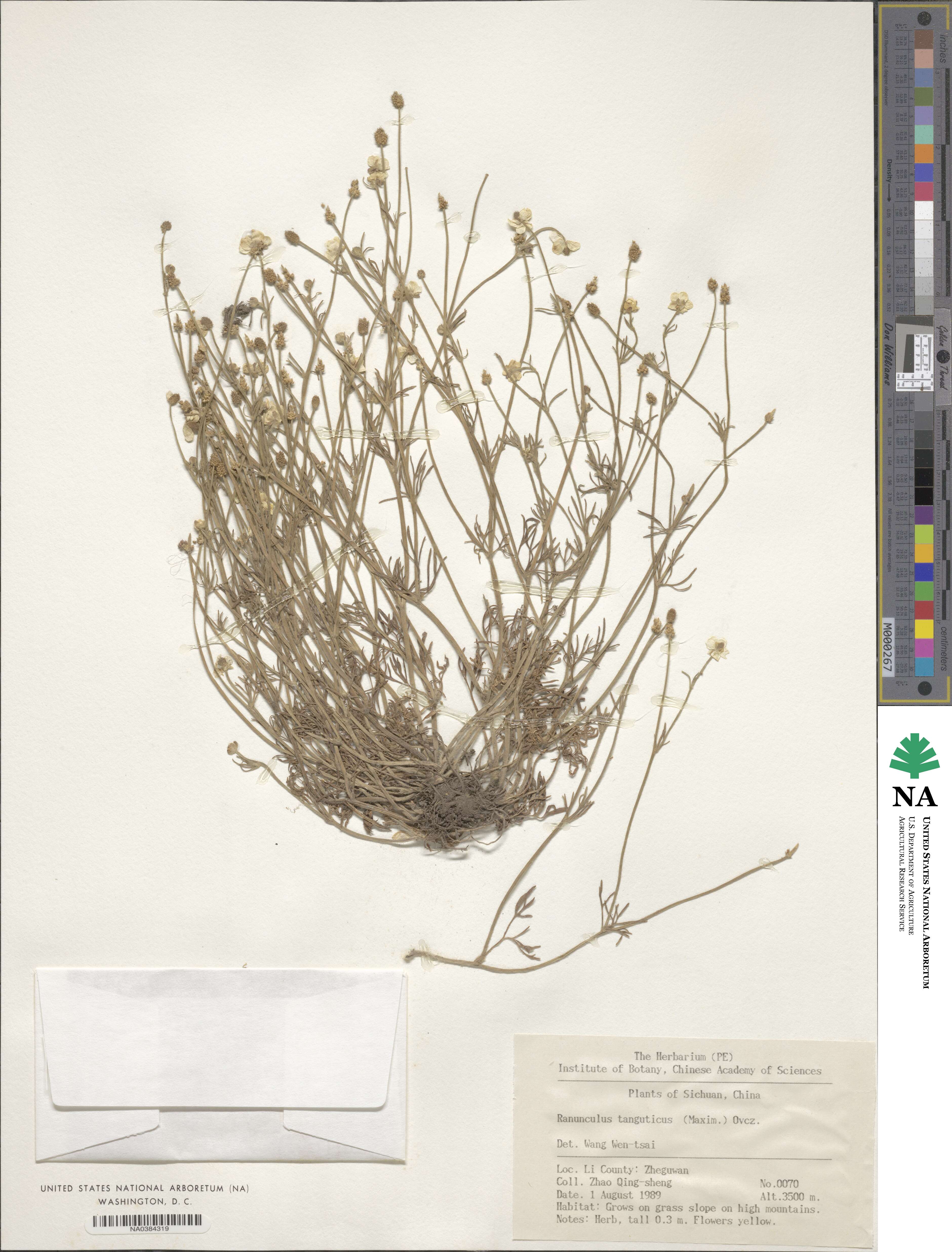 Ranunculus brotherusii image