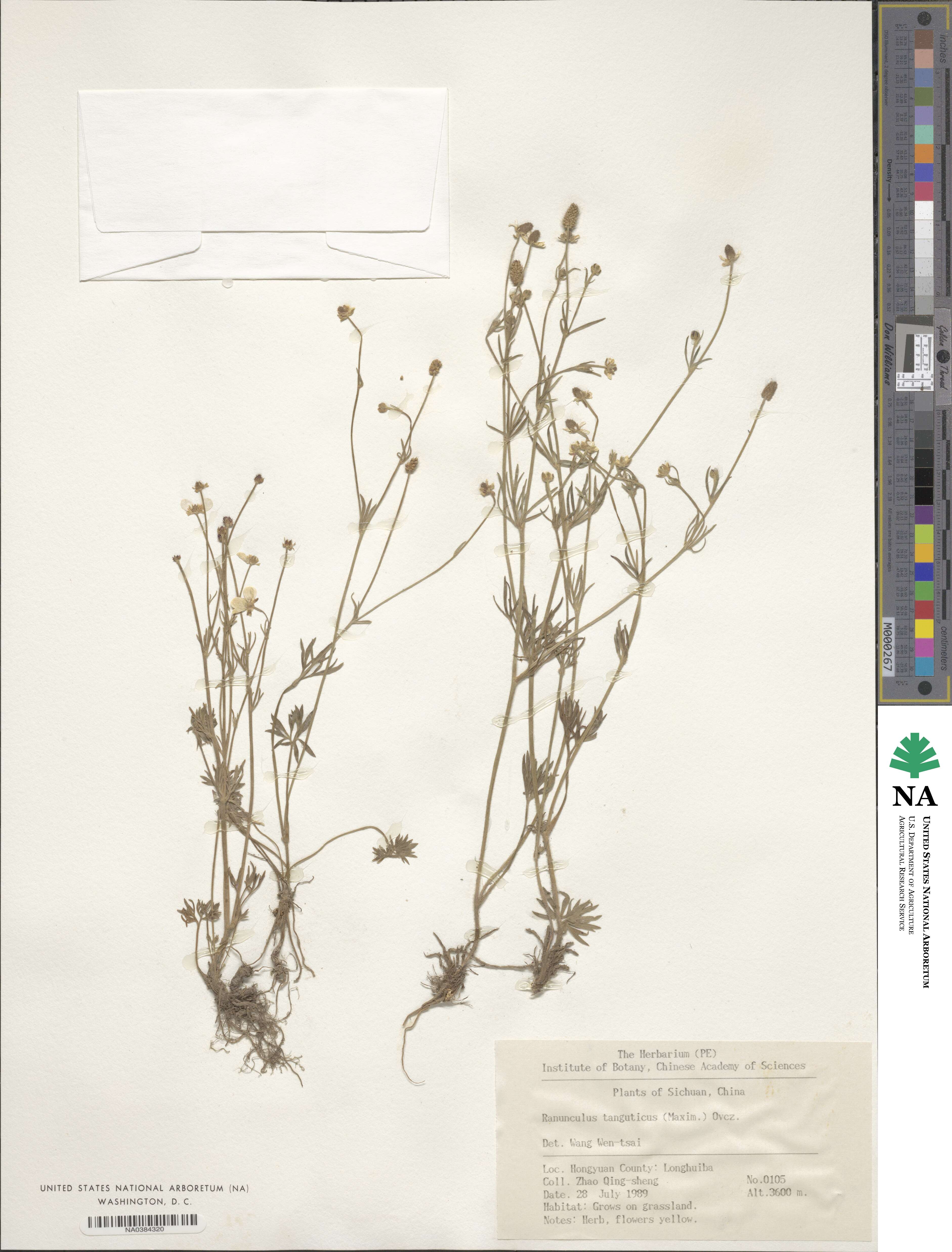 Ranunculus brotherusii var. tanguticus image